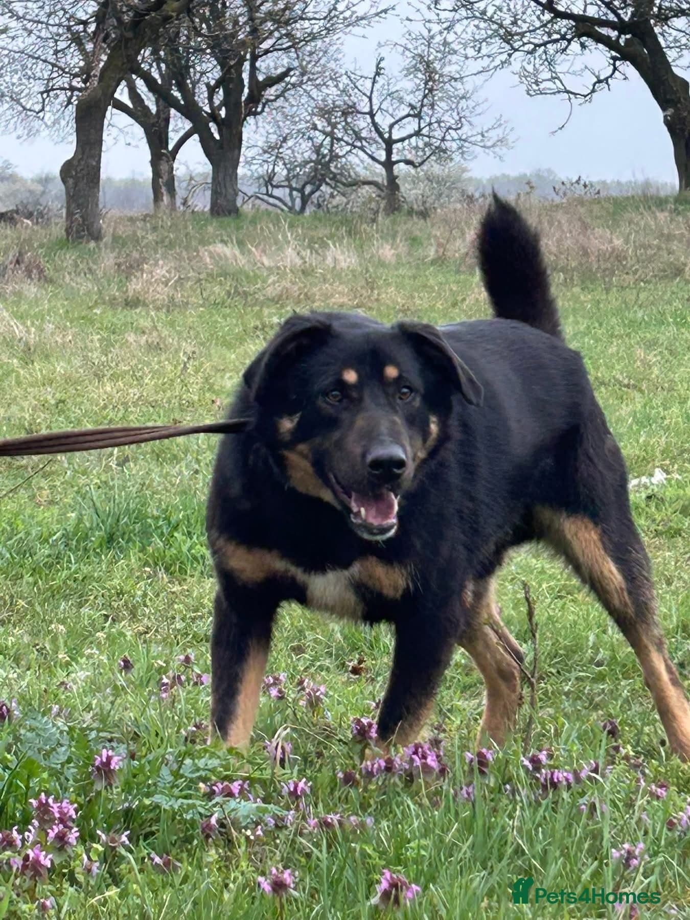 Romeo - Norwich Norfolk photo 7