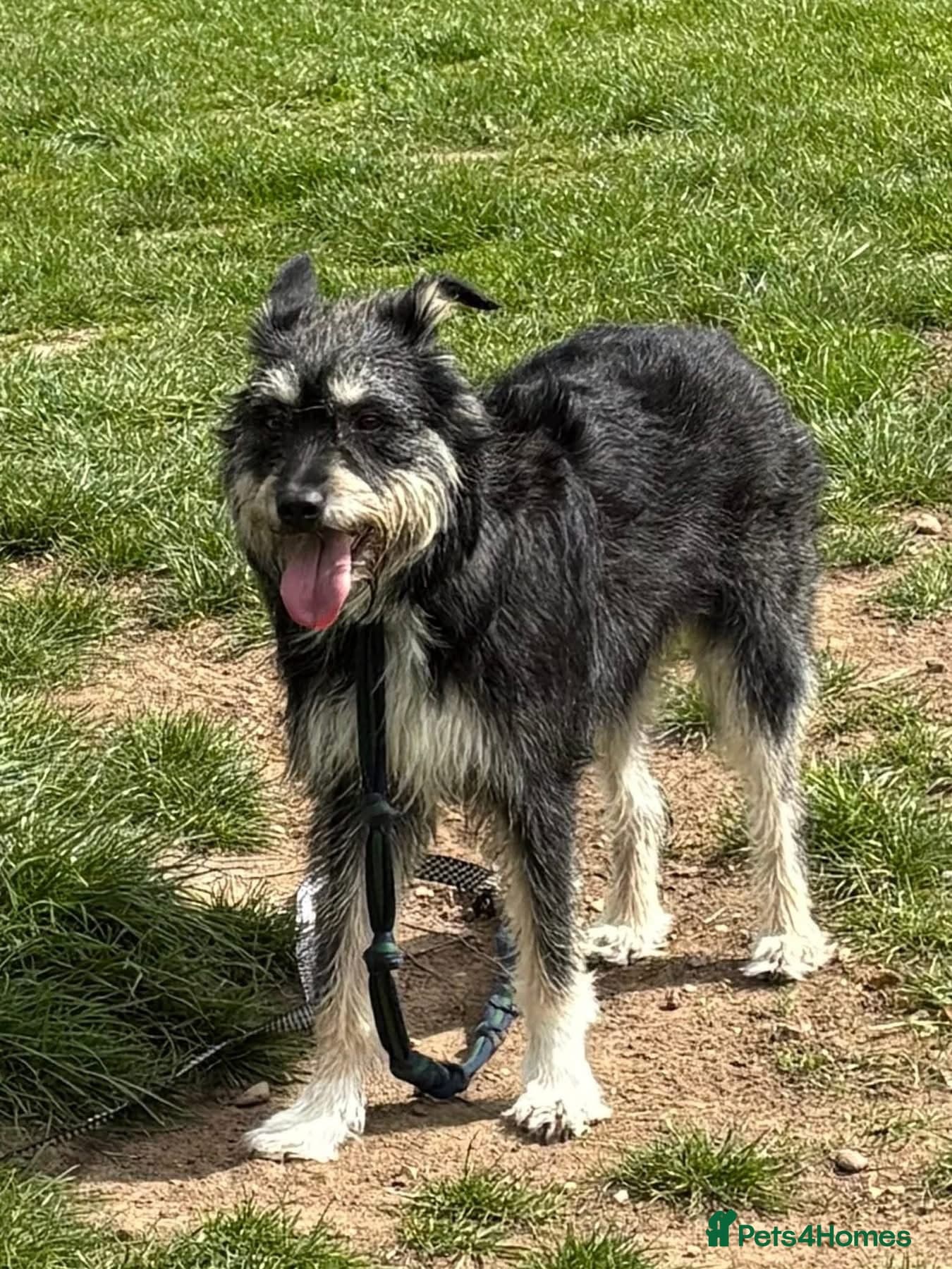 Mabel - Badersfield Norfolk photo 7