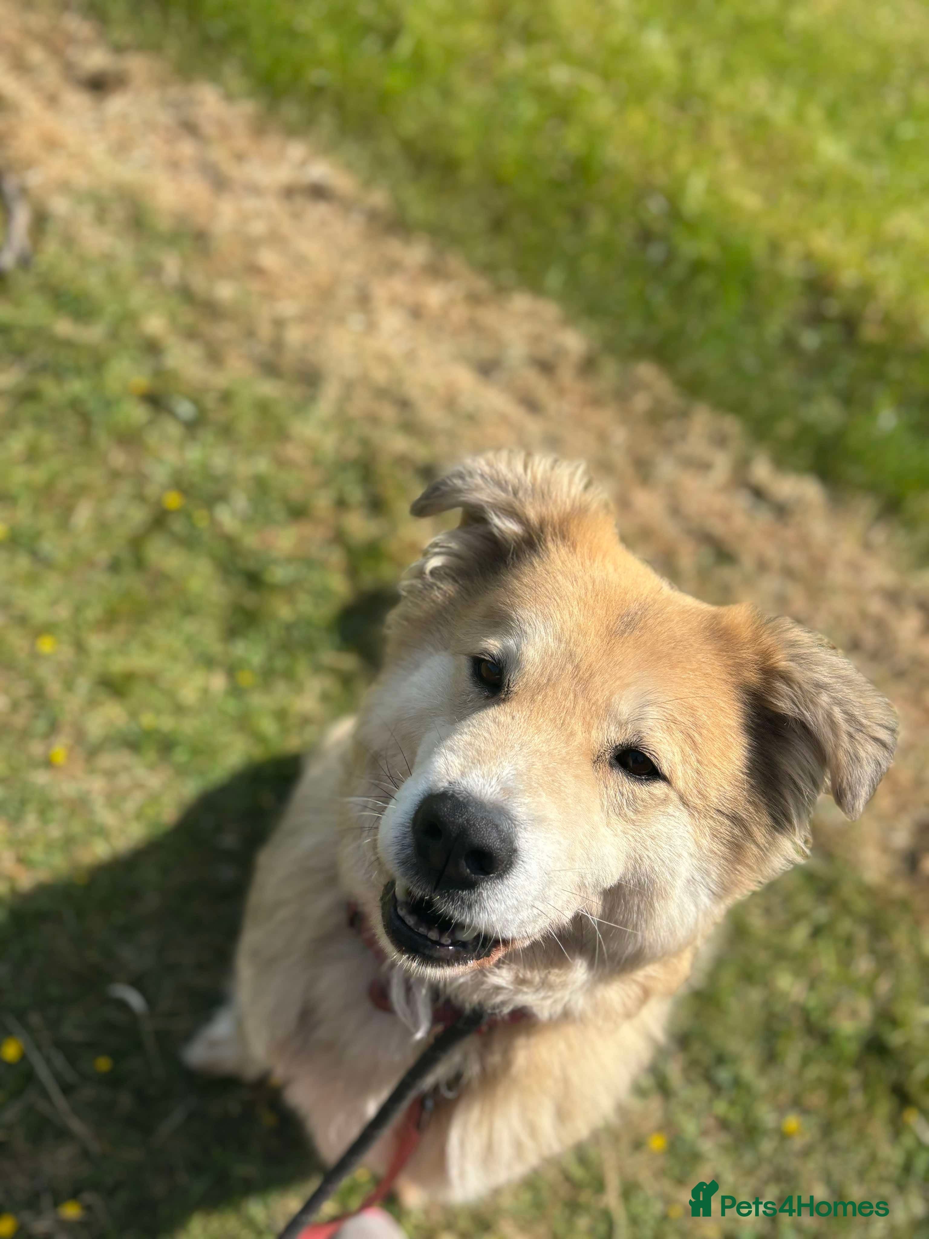 Meet Paddy, currently residing in Cheshire photo 24