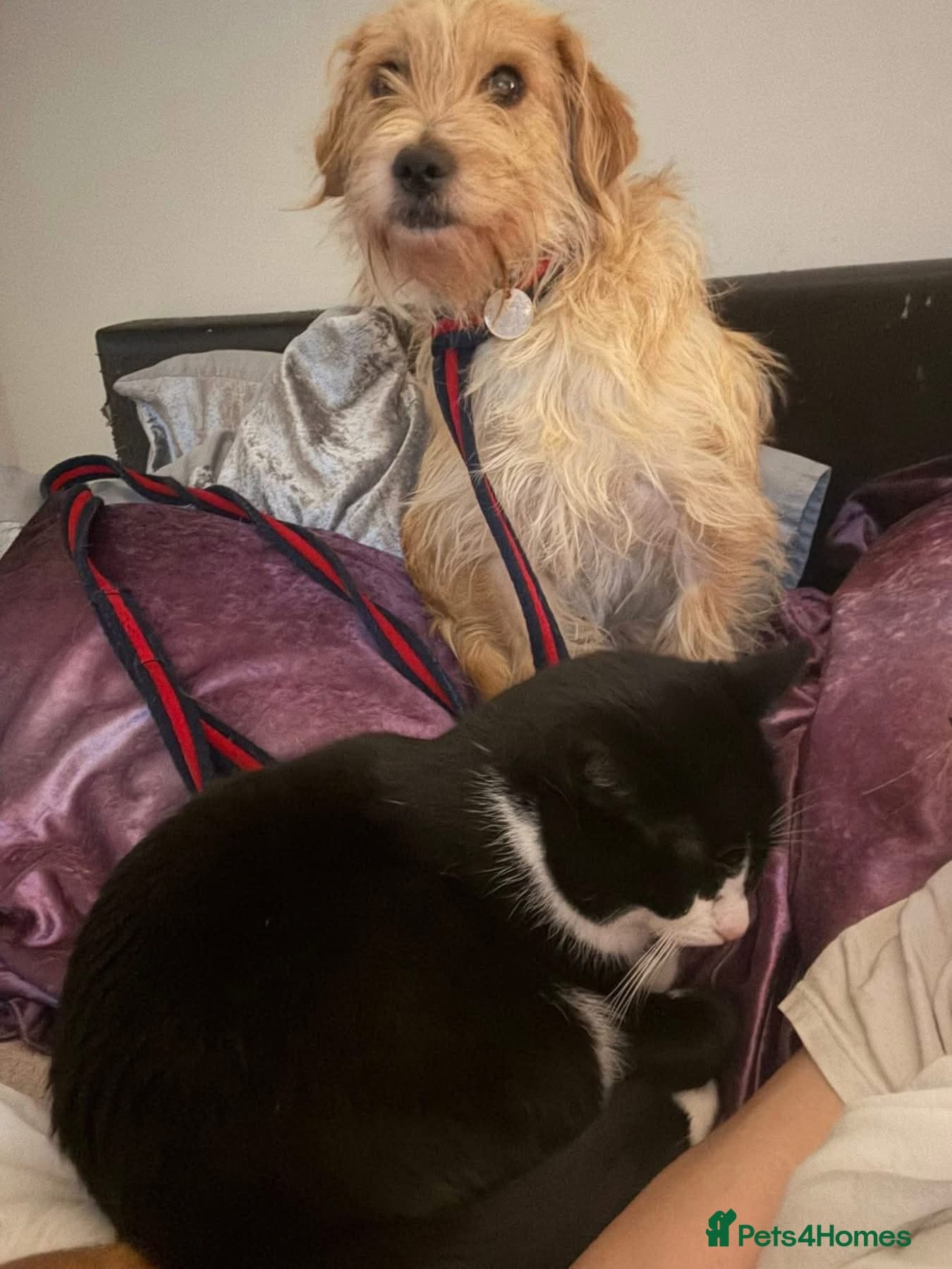 Yara - Norwich Norfolk photo 18