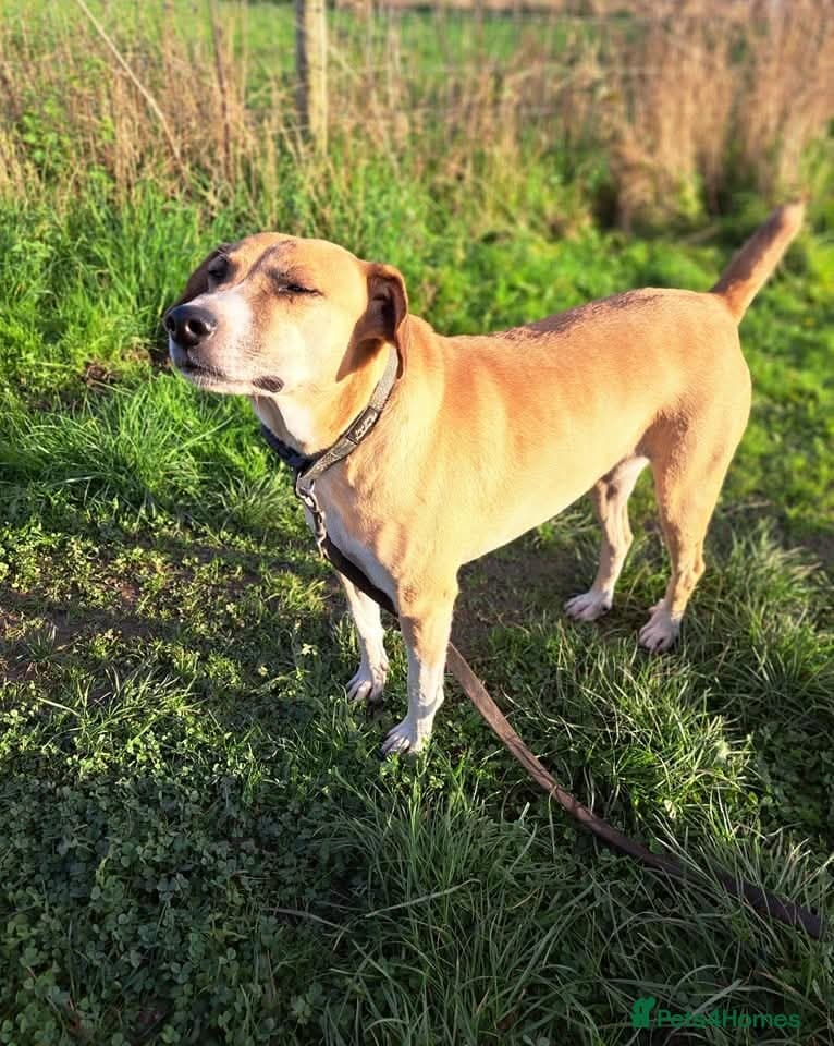 Shandy, a real sweetheart 🧡 photo 5