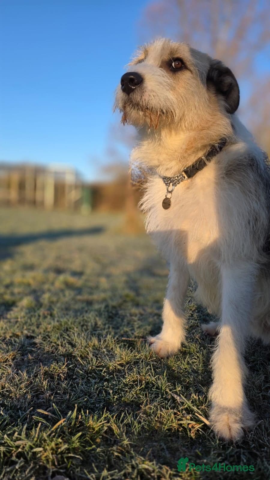 Hershey & Harley 💙 still Waiting photo 15