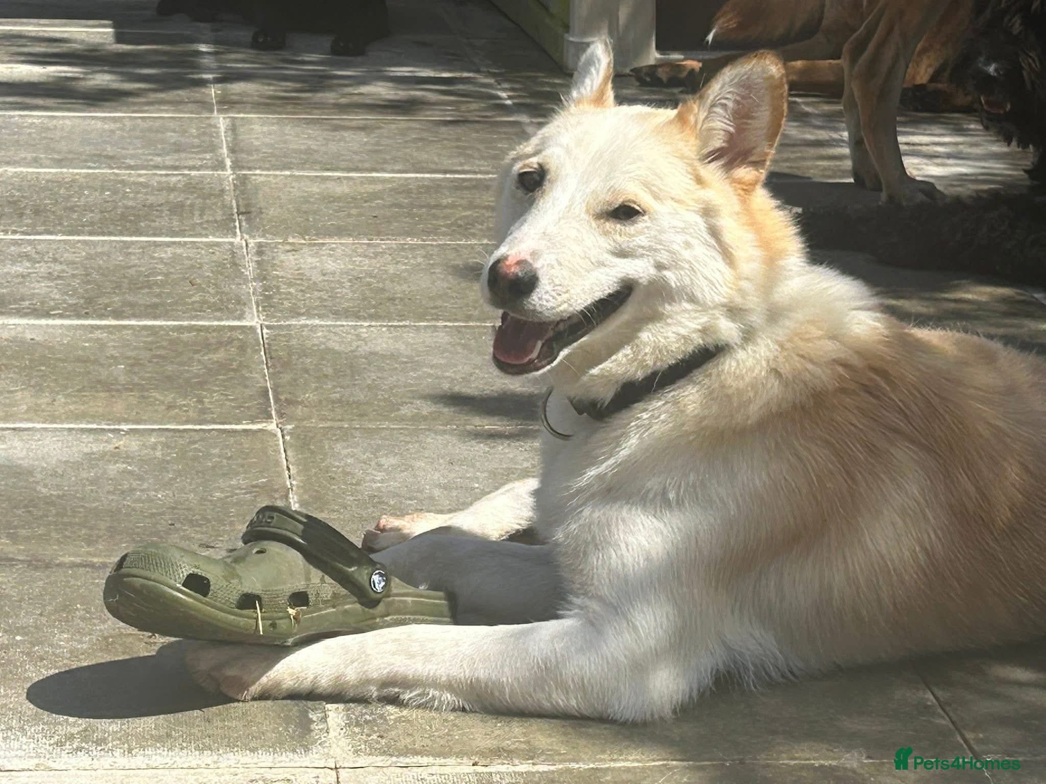 Song - Norwich Norfolk photo 10