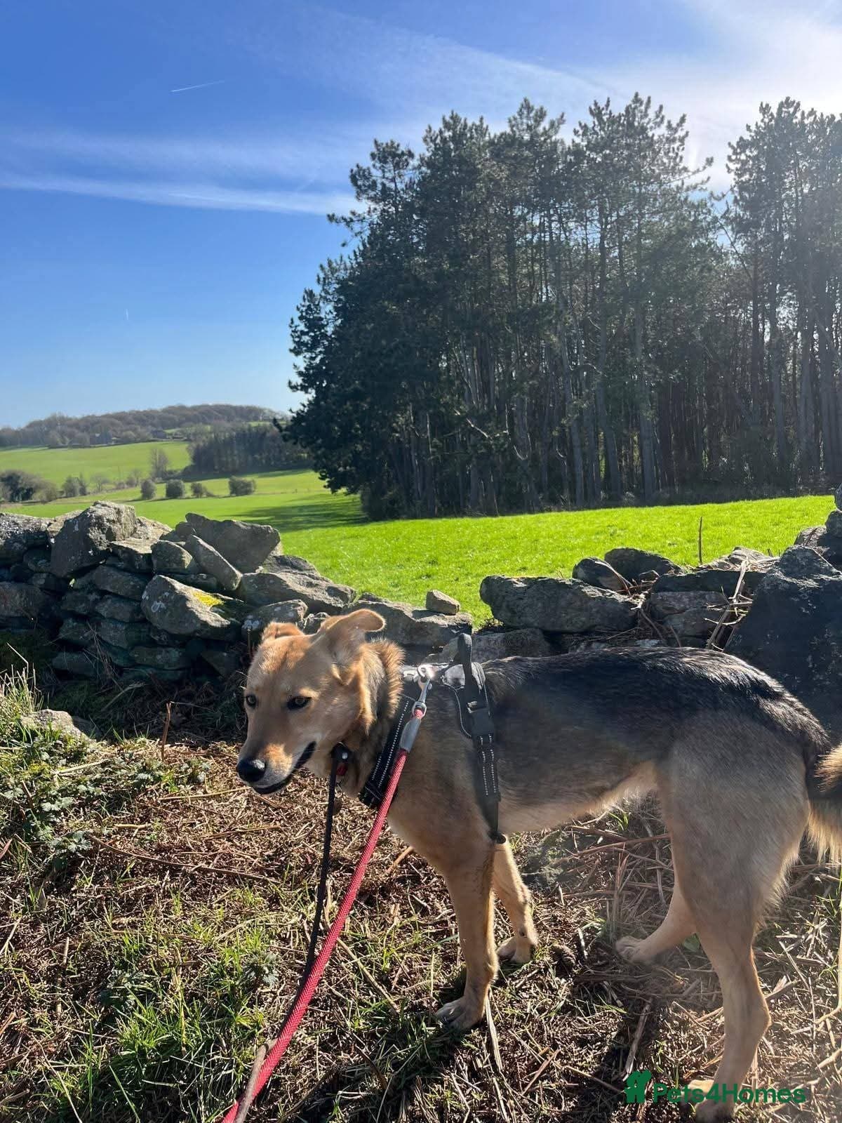 Meet Mabel, currently residing in Lancashire photo 5