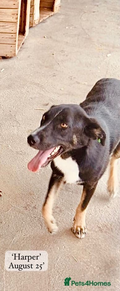 Harper, 2 yrs old approx. photo 21