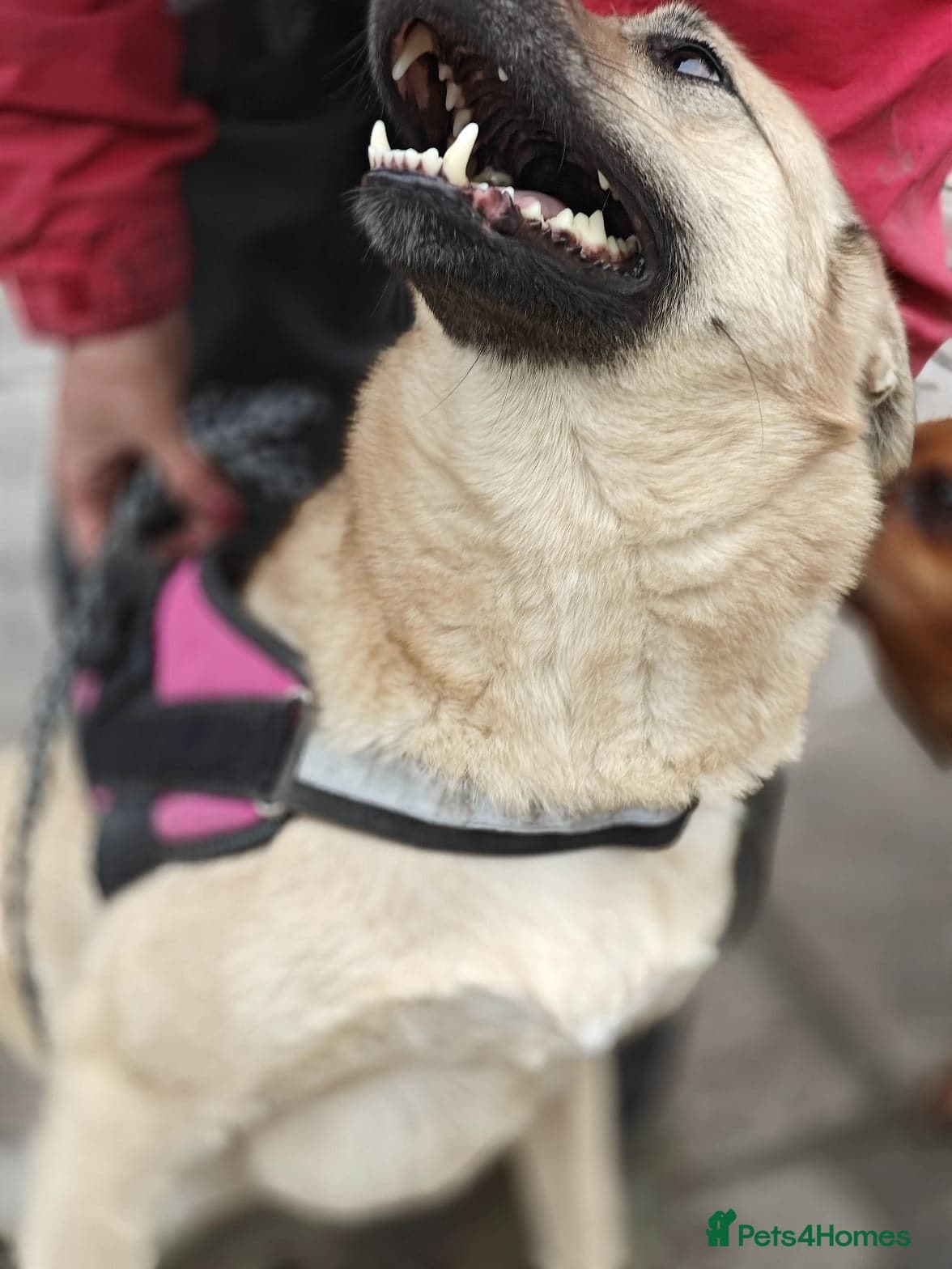 ️🐶 stacy photo 7