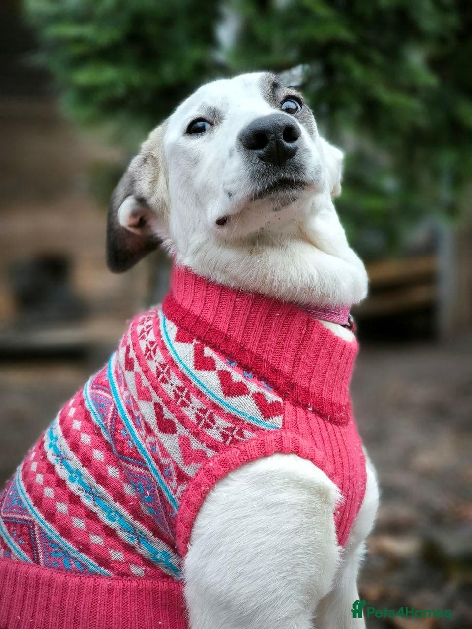 ️PLIAMKA❤️9-month-old loving and playful girl photo 31