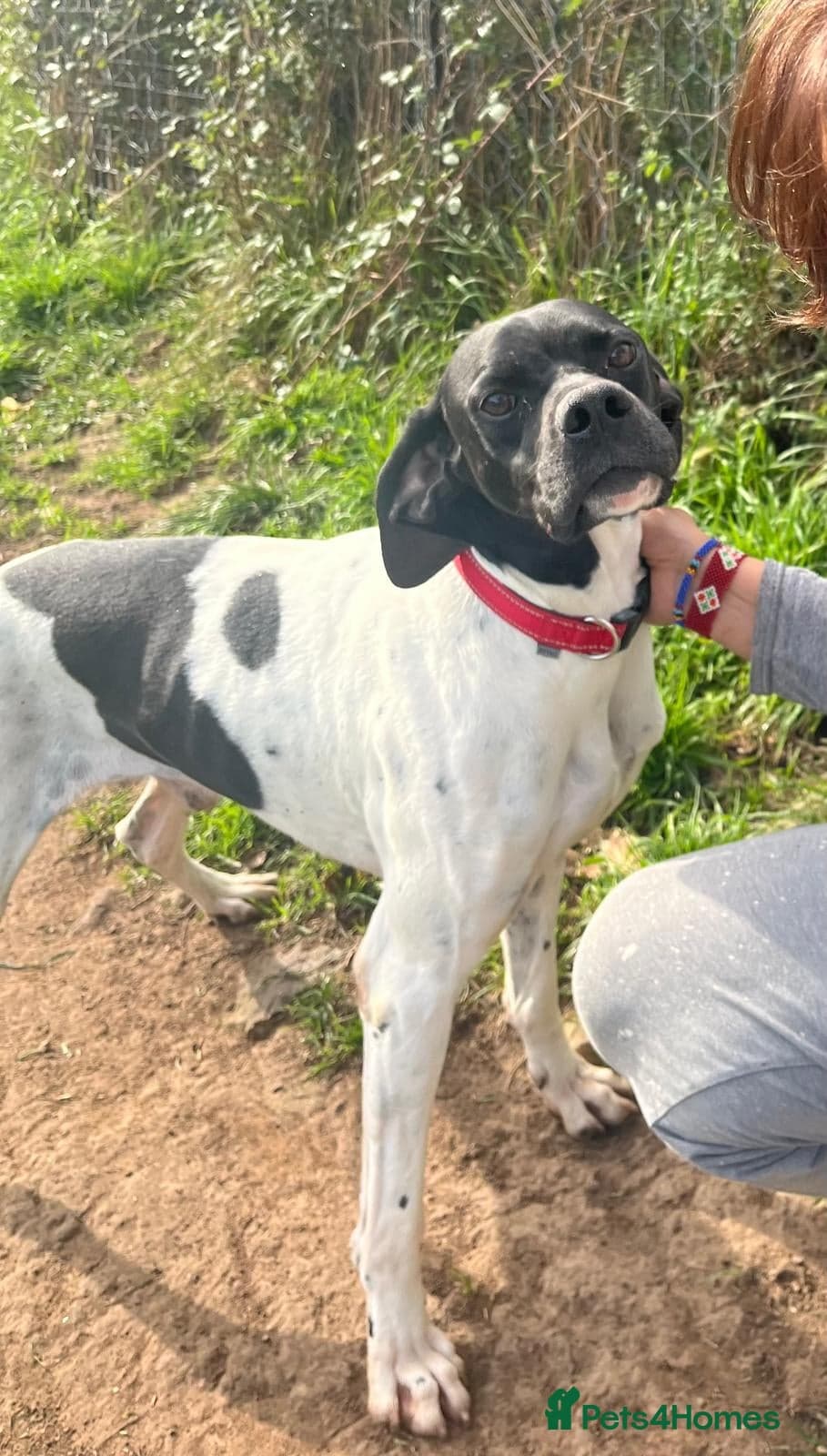 Pointer, Duke photo 3