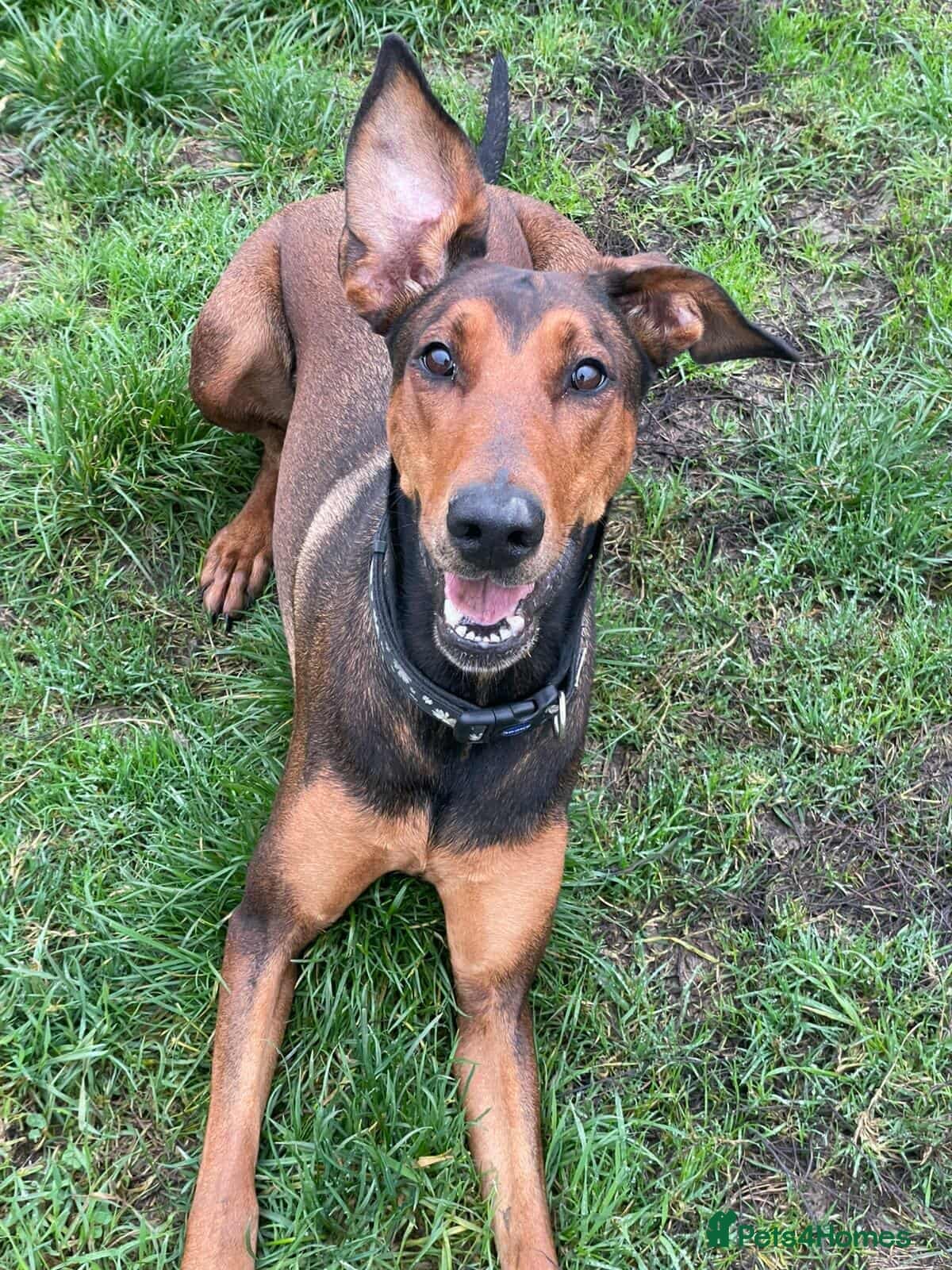 BONNIE ๐ Playful, Loving Girl photo 3