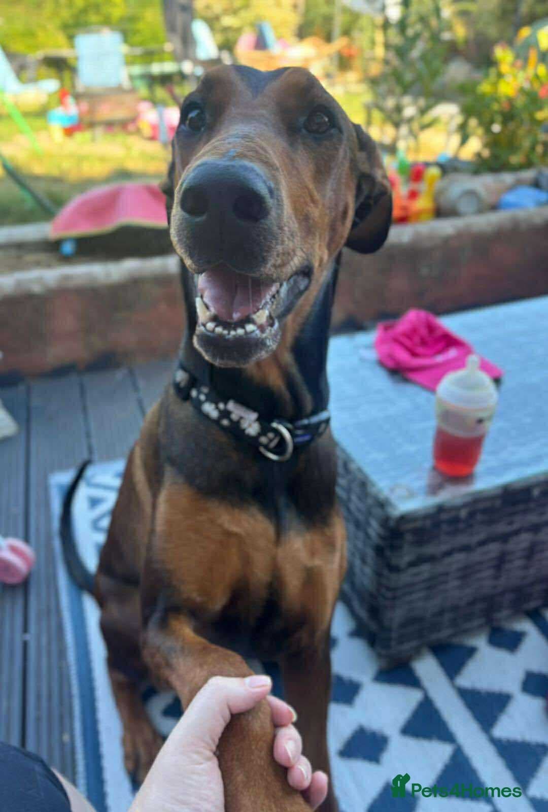 BONNIE ๐ Playful, Loving Girl photo 4