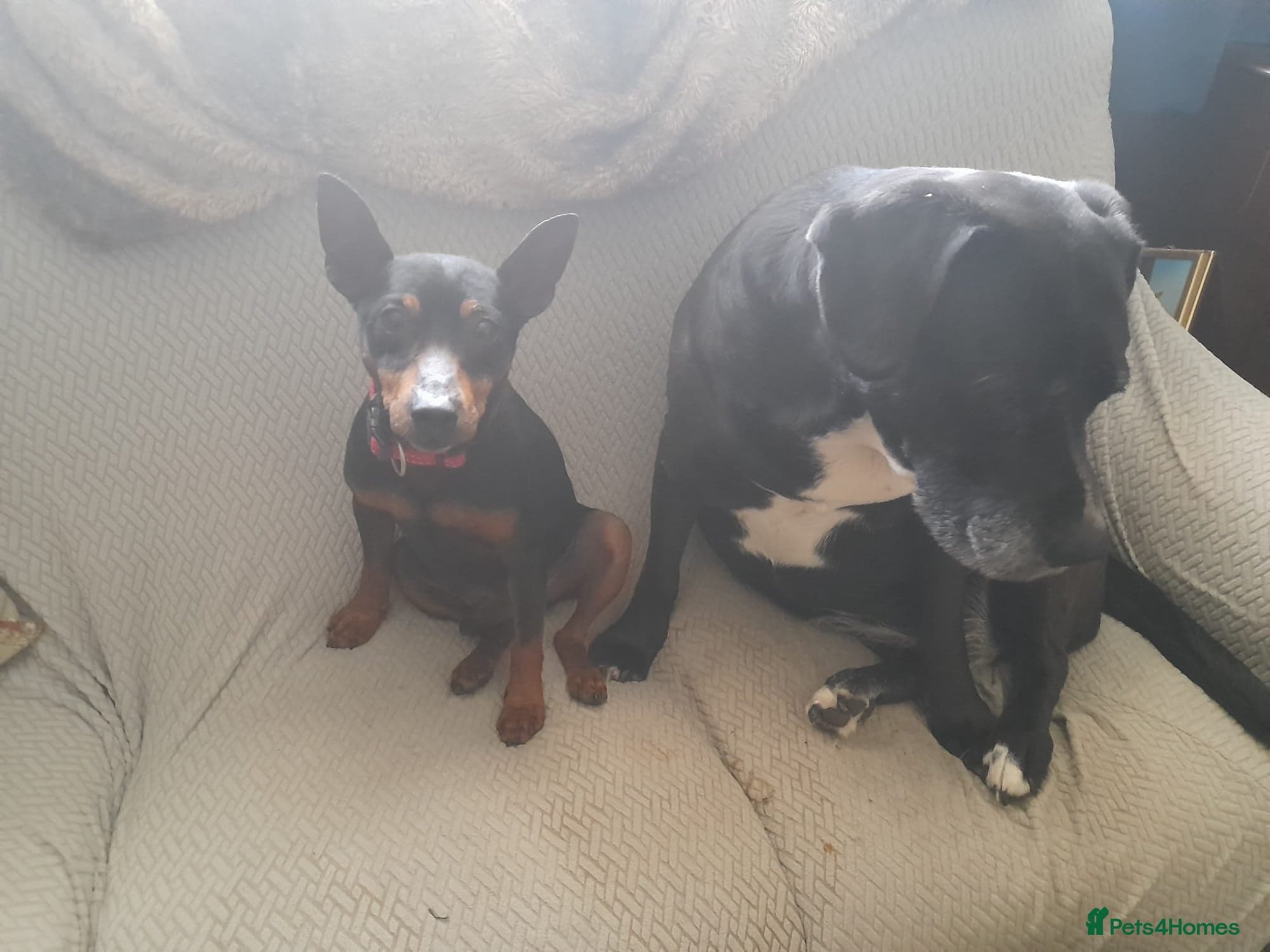 Benetton, a cuddlebug photo 5