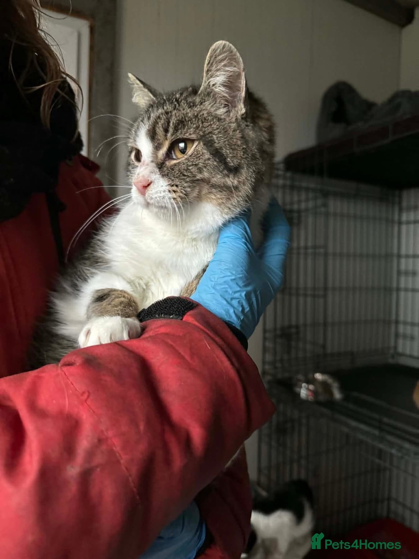 Jojo - Norwich Norfolk photo 2