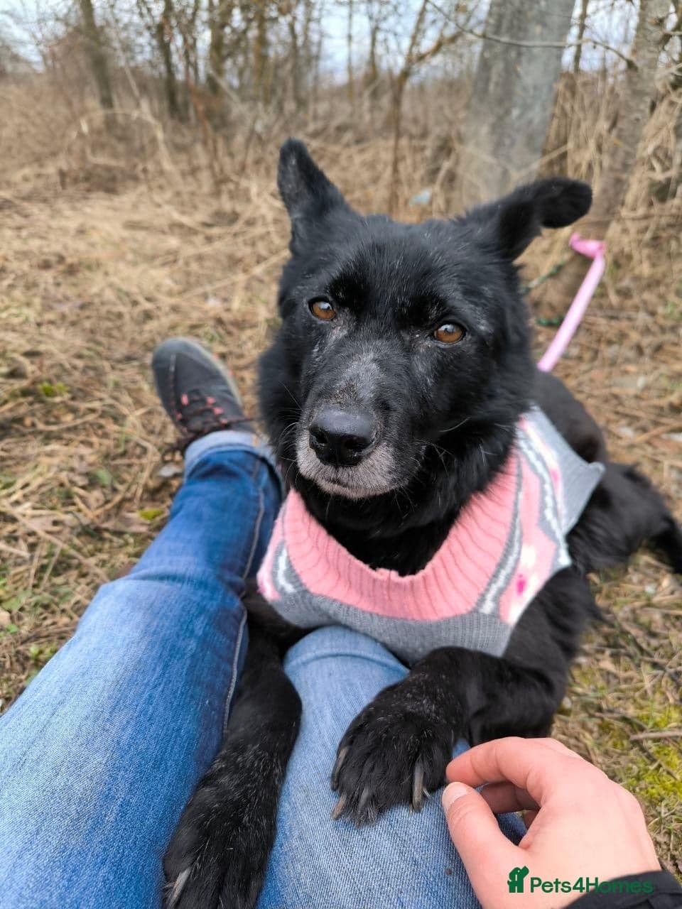 ๏ธ๐ถ tofa photo 26