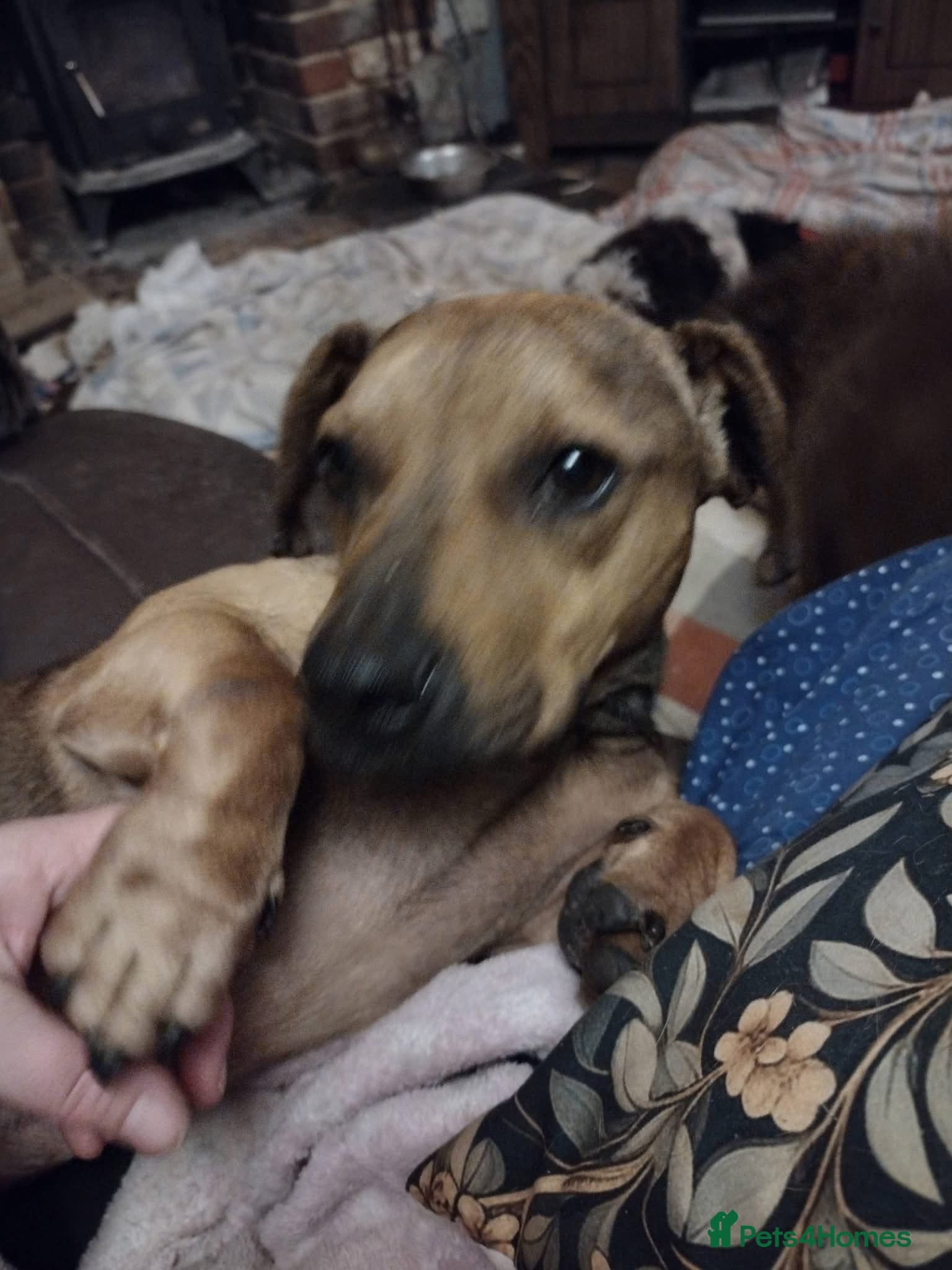 Rescue boy Noodle photo 17