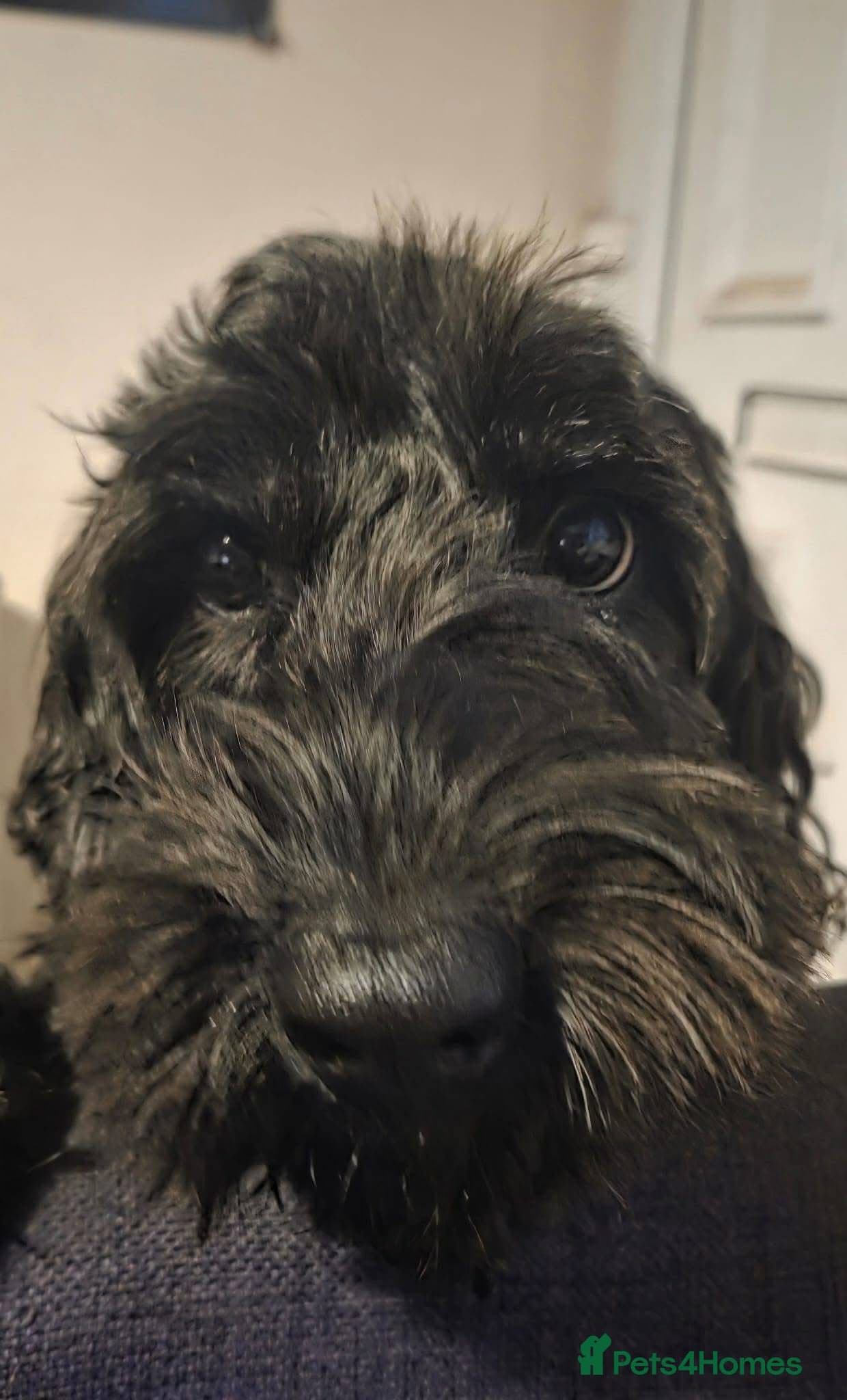 FOSTER or ADOPT💙JACK💙- 4.5-year-old Cockapoo boy photo 12