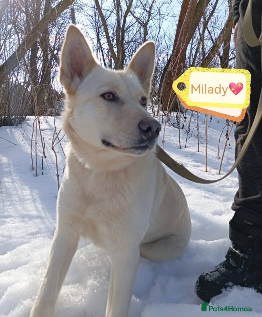 ️🐶 milady photo 10