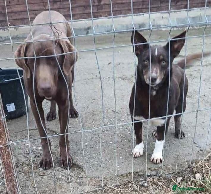India - Norwich Norfolk — Mixed Breed