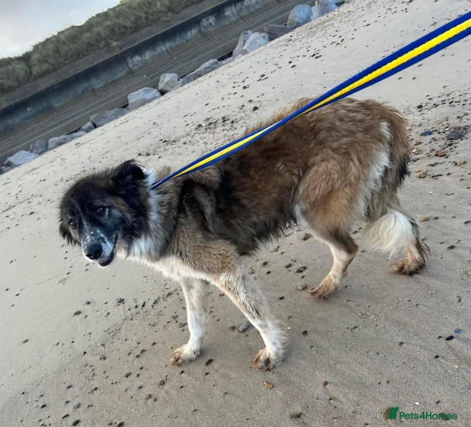 Hilda - Norwich Norfolk photo 30