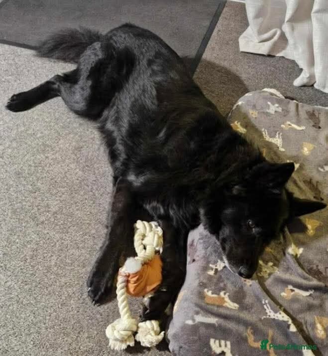 Meet Bear, currently residing in Staffordshire photo 4