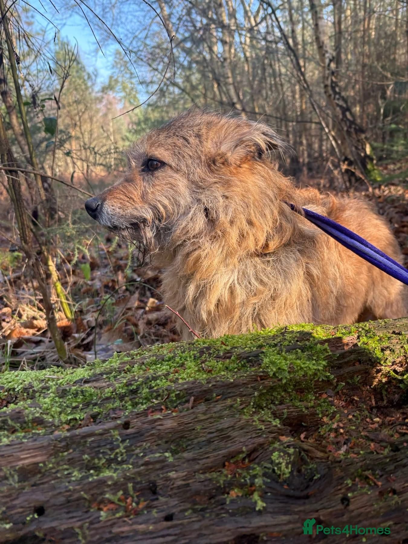 Jack - Watton Norfolk photo 11