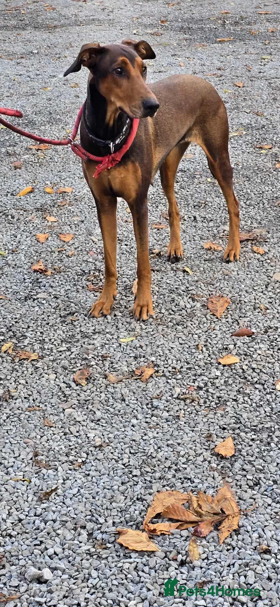 BONNIE ๐ Playful, Loving Girl photo 16