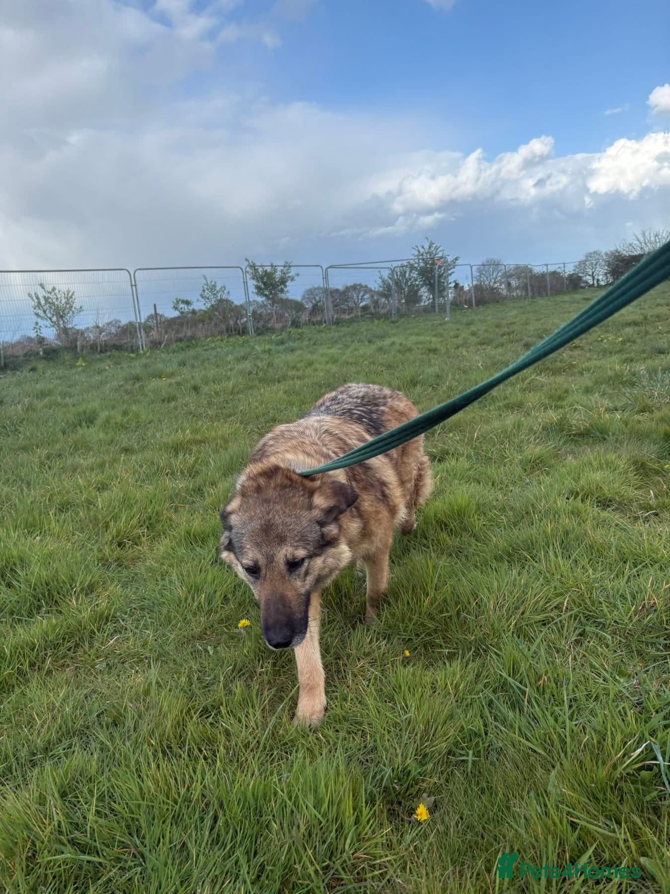 Amanda - Norwich Norfolk photo 11