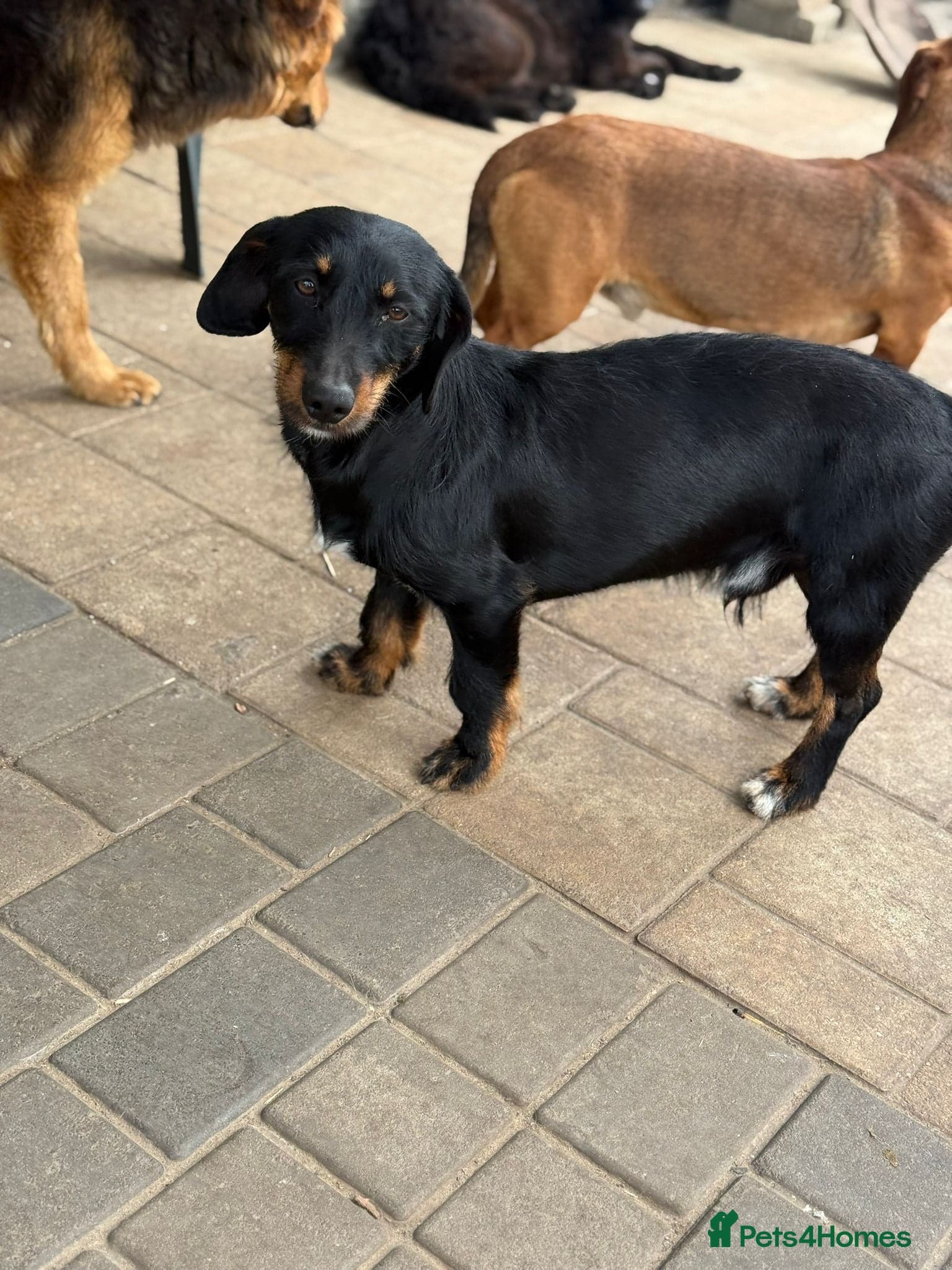 Lovely Cooper ready for his home! photo 18