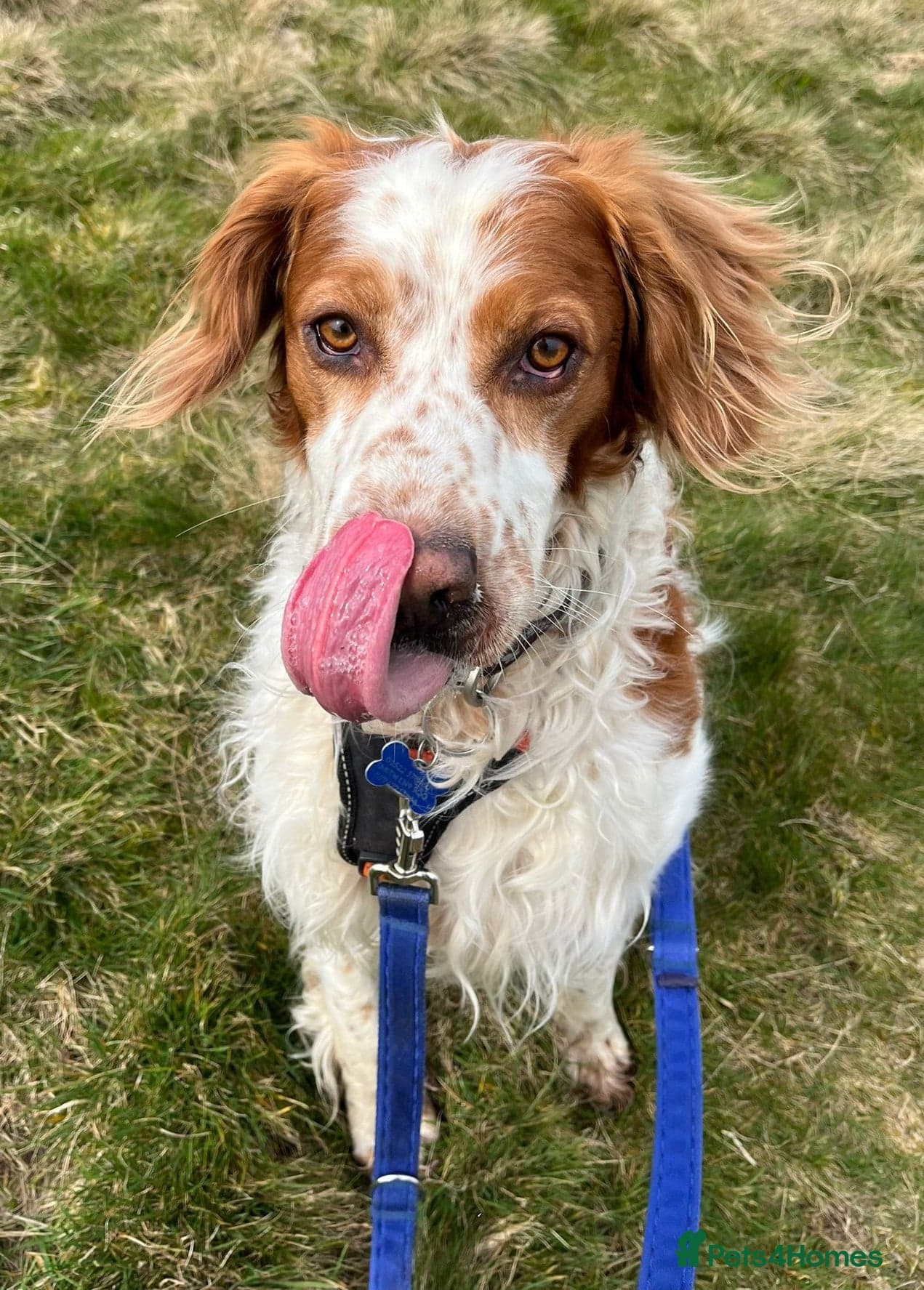 Ronnie, 3-year old Brittany male photo 10