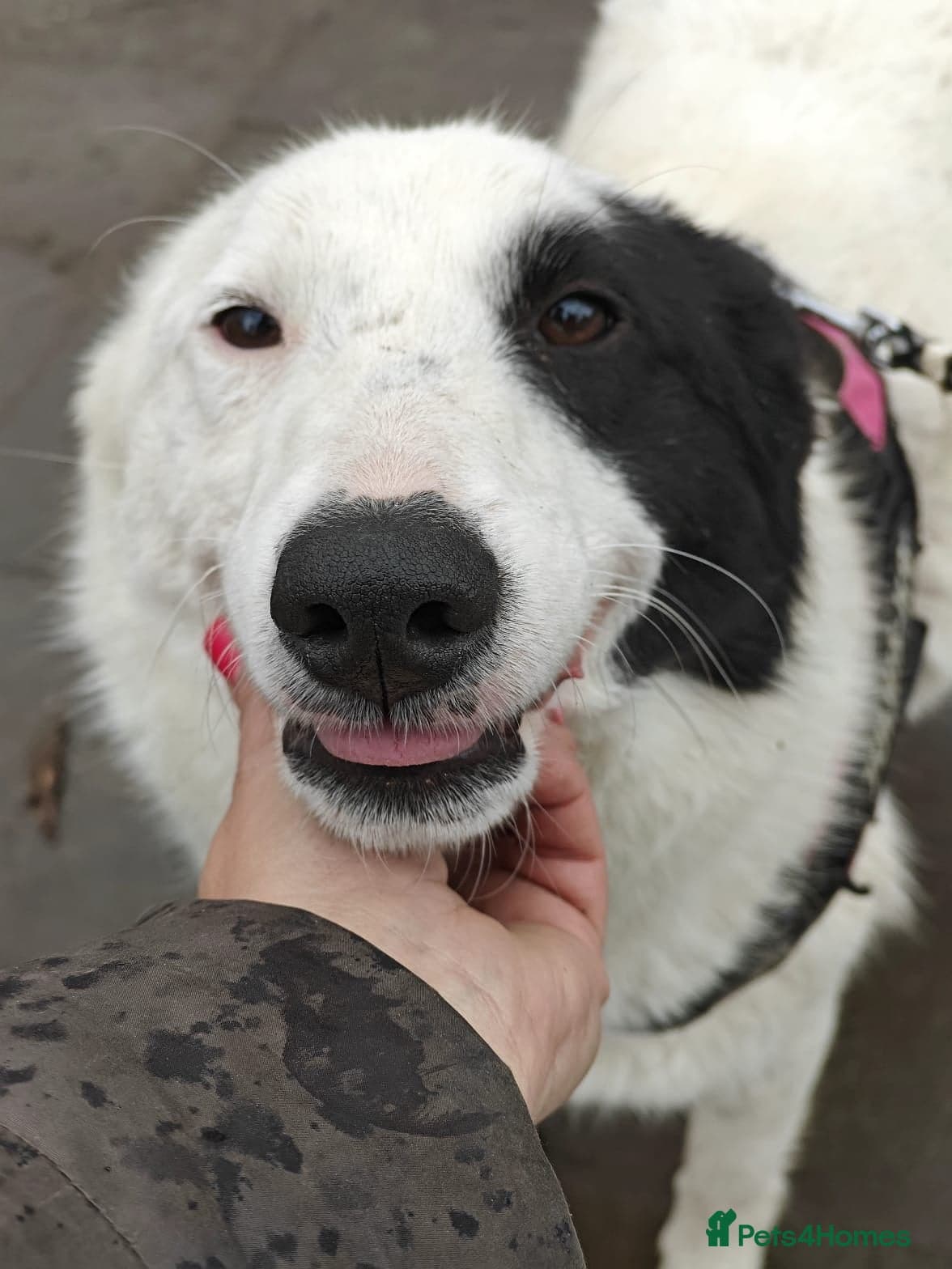 ️🐶 suzy photo 10