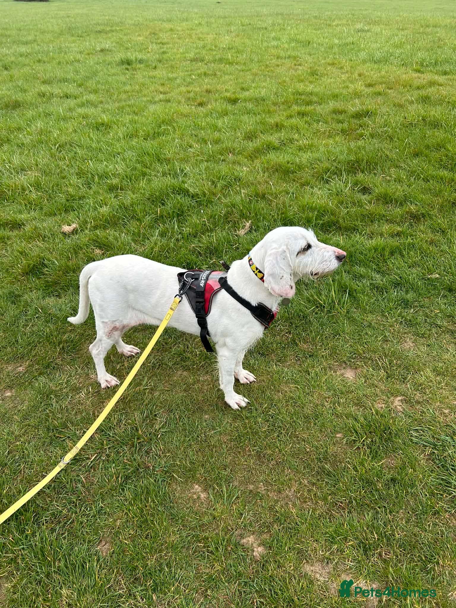 Tuna - lovely Griffon photo 8