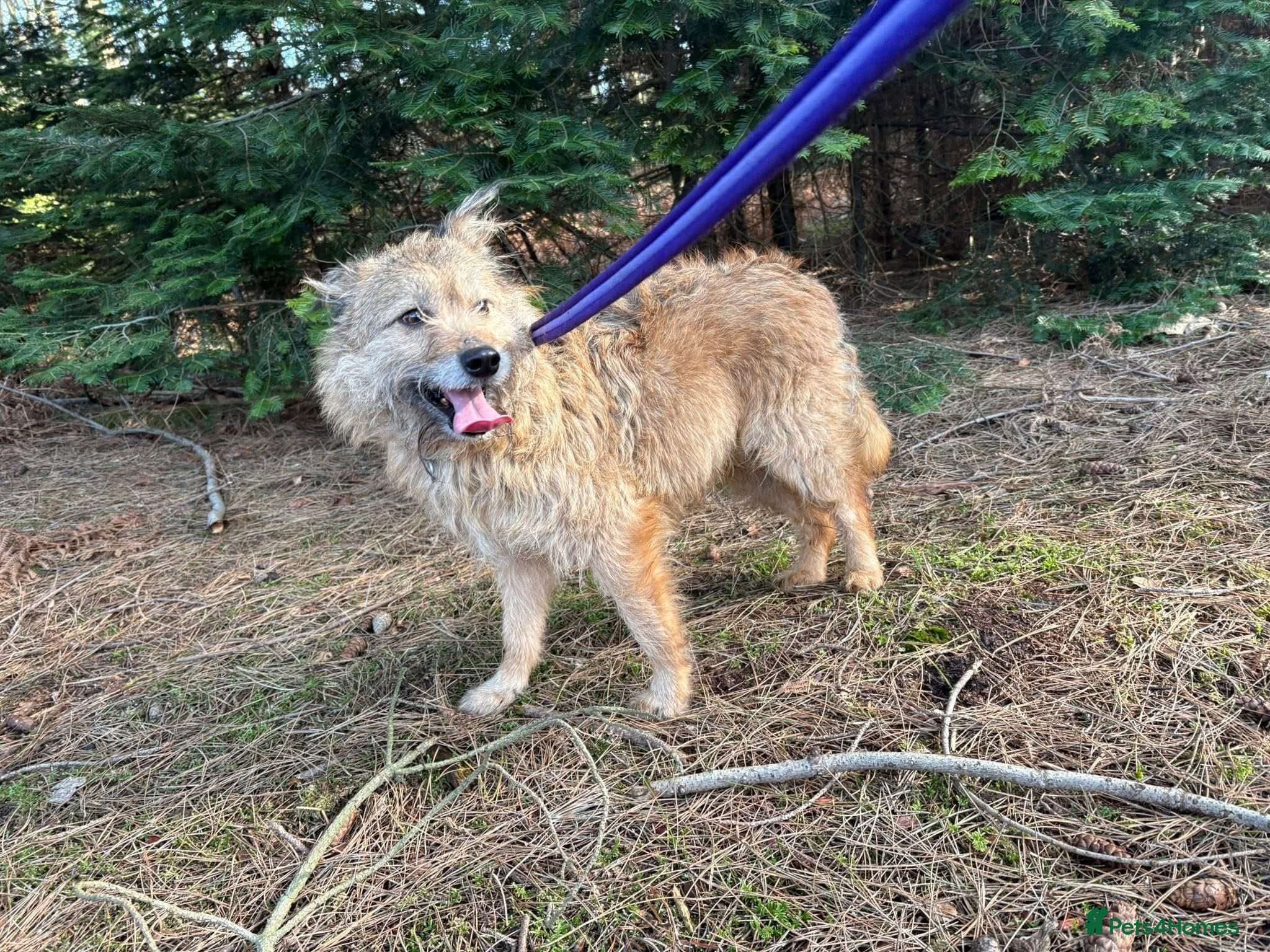 Jack - Watton Norfolk photo 5