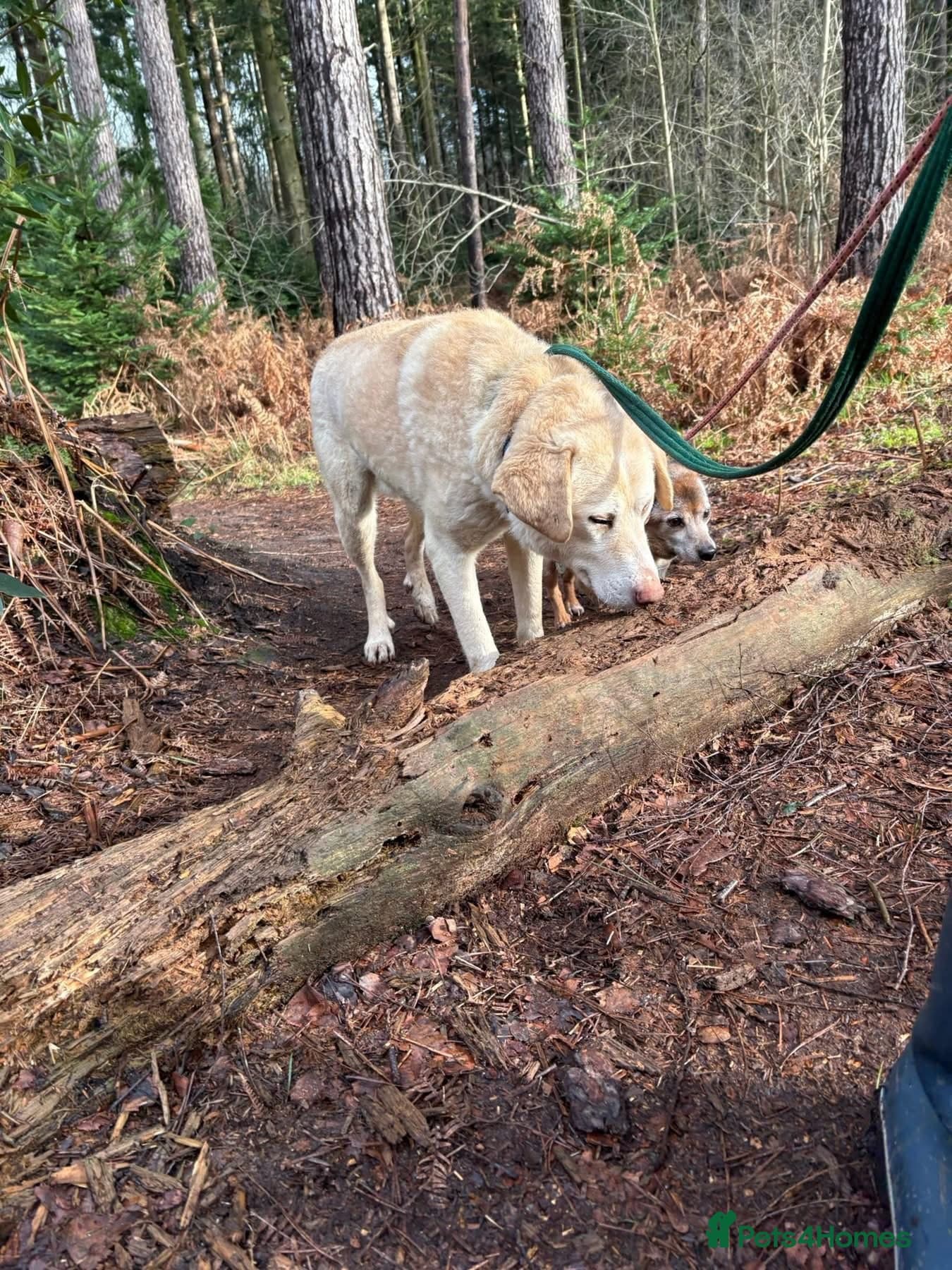 Ralph - Norwich Norfolk photo 14