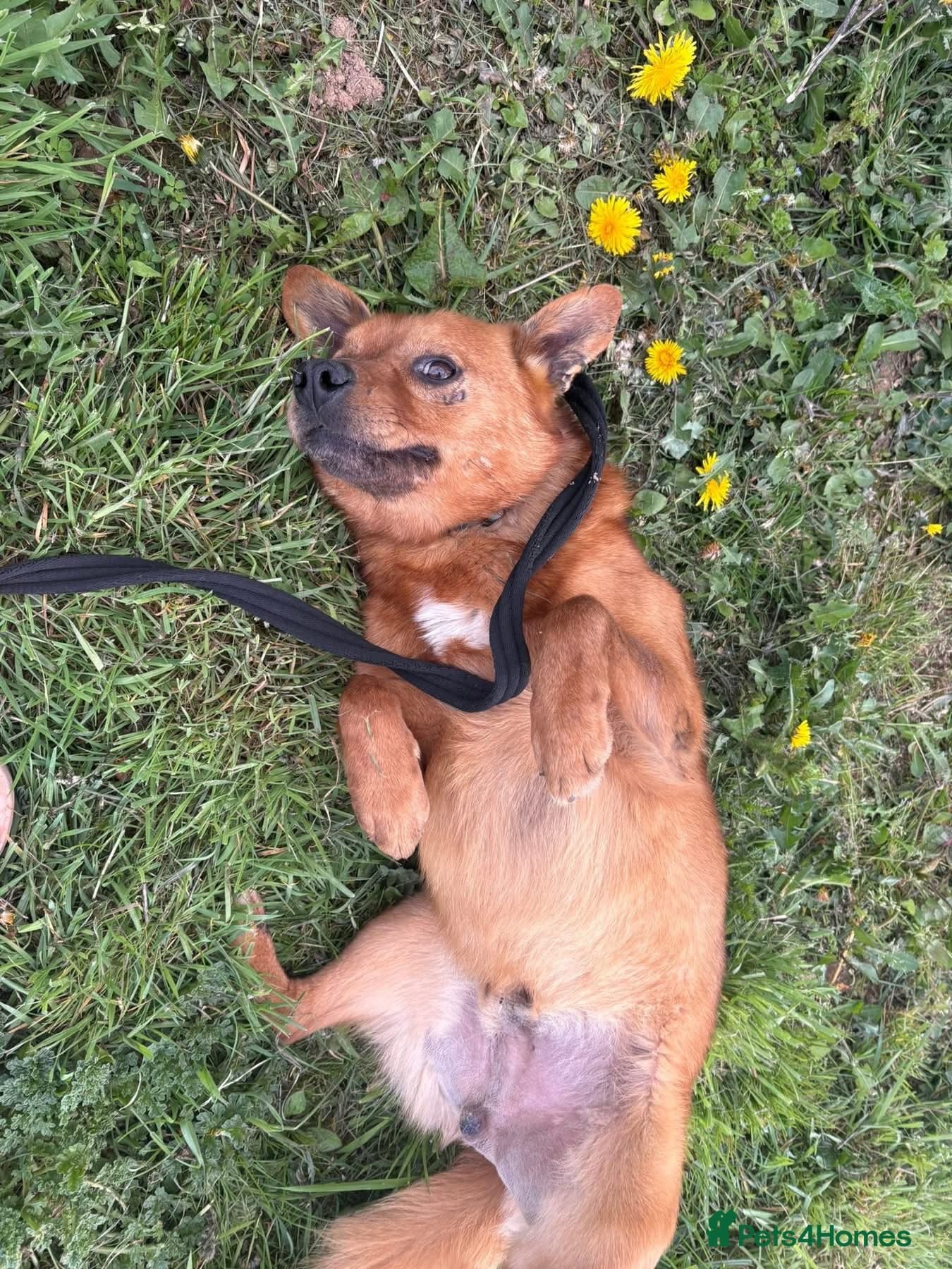 Eli - Norwich Norfolk photo 17