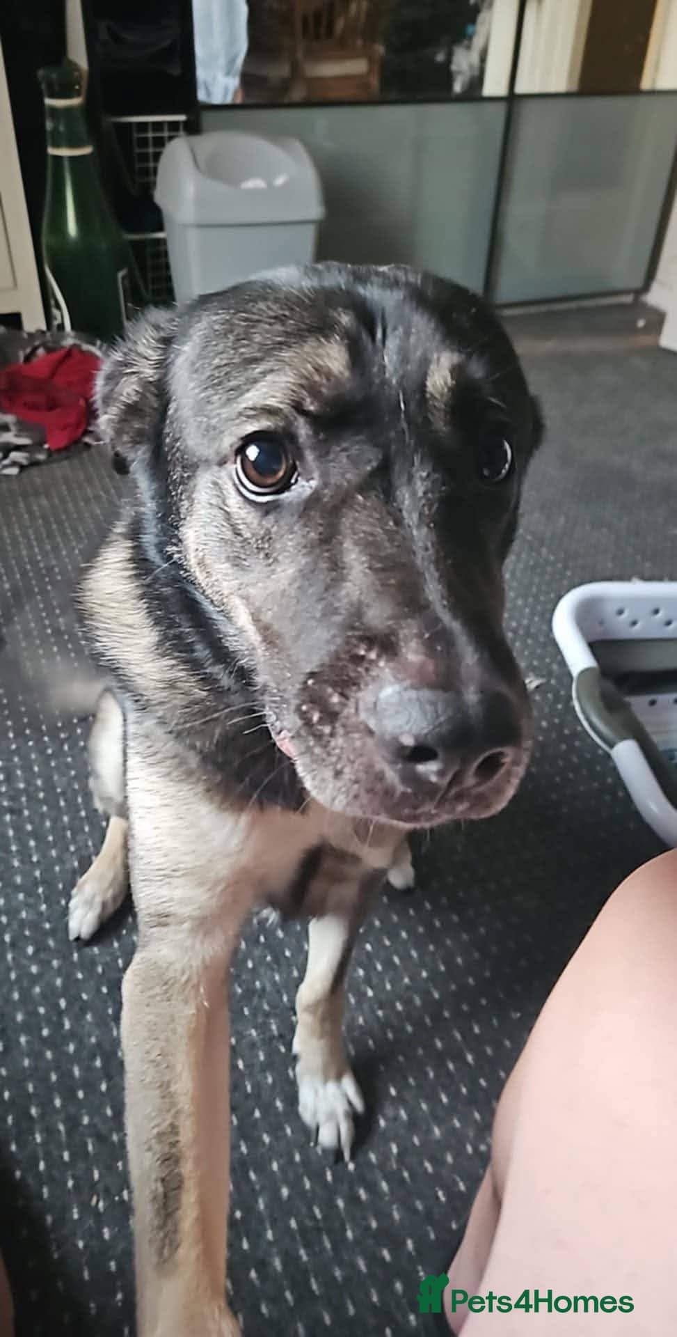 Meet Fagan, currently residing in Durham photo 6