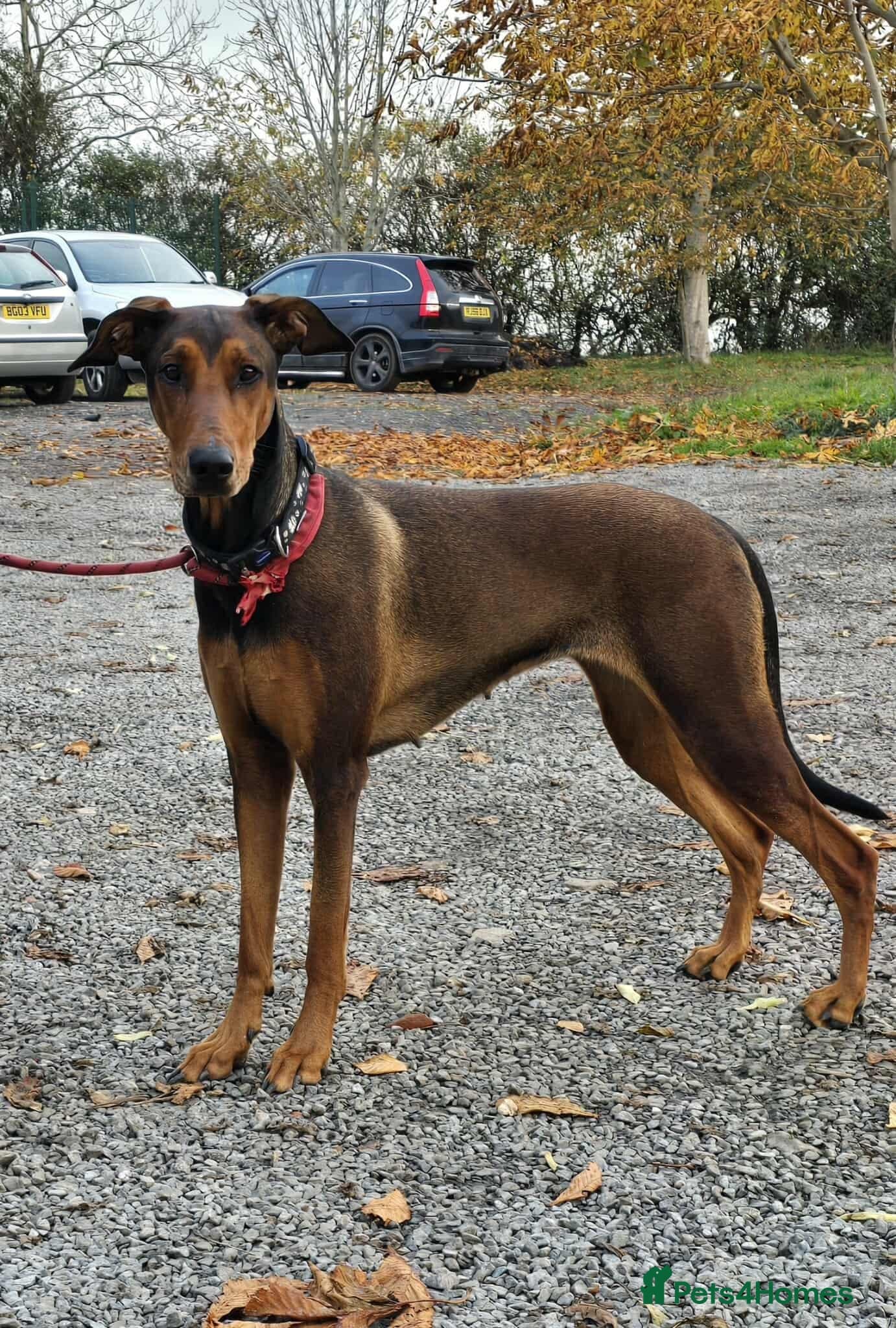 BONNIE ๐ Playful, Loving Girl photo 20