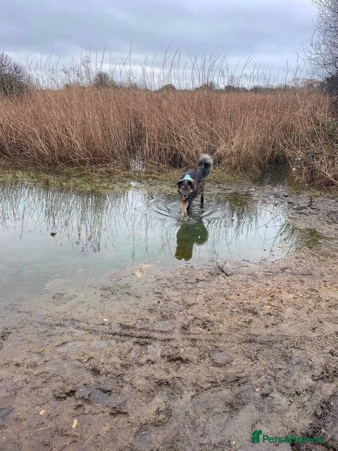 Meet Lenny, currently residing in Southsea photo 14