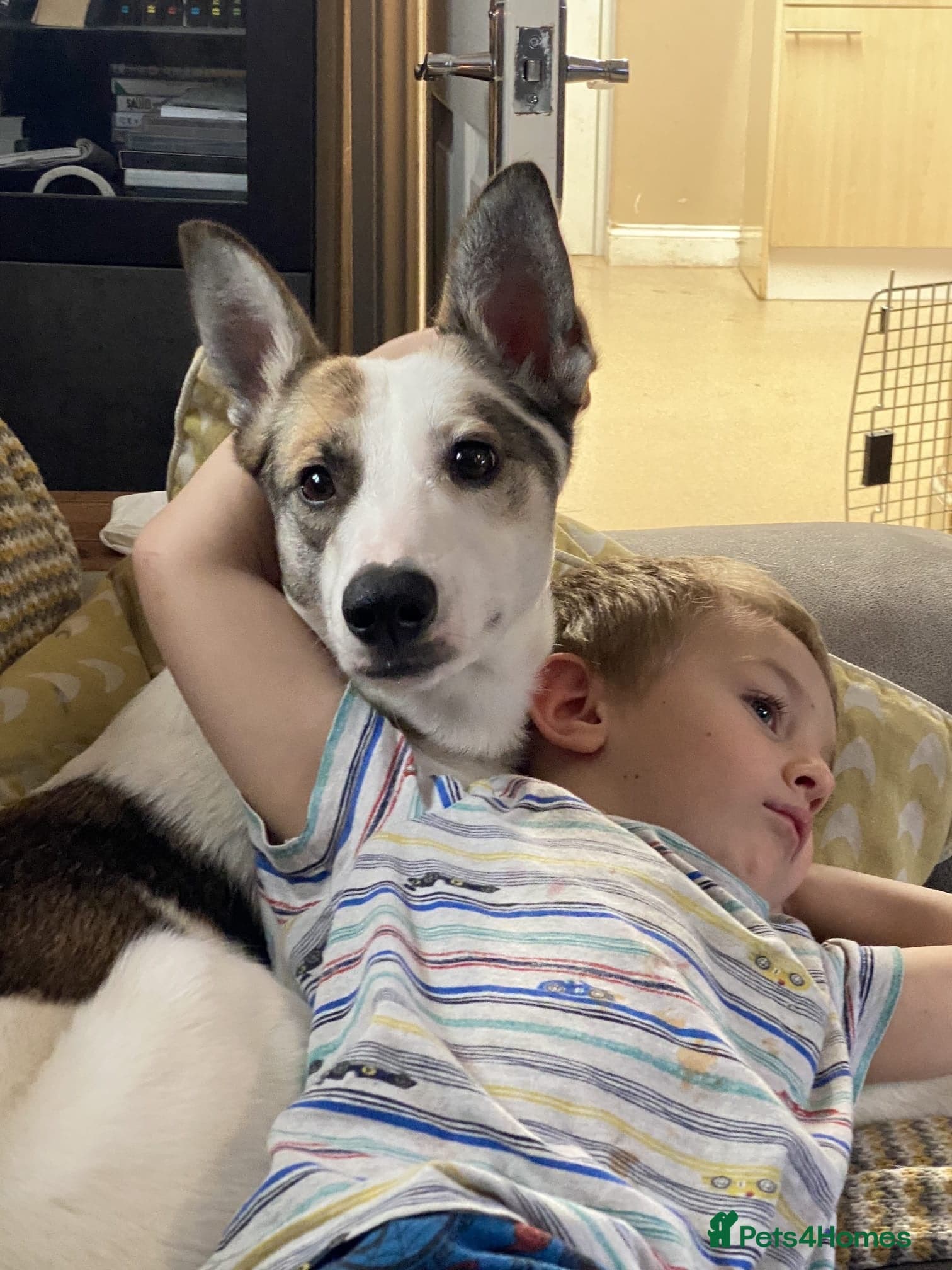 ️🐶 bela photo 3