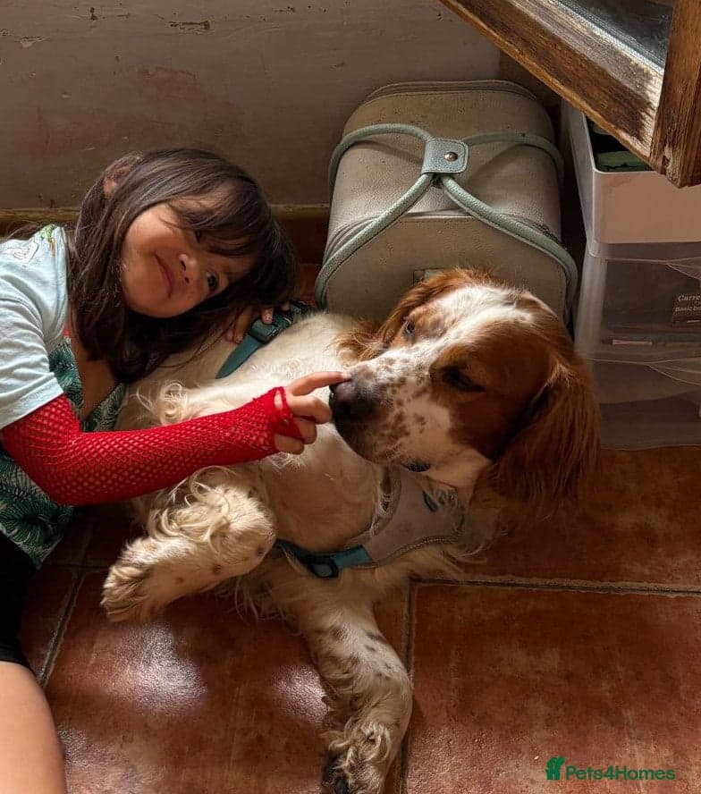 Ronnie, 3-year old Brittany male photo 24