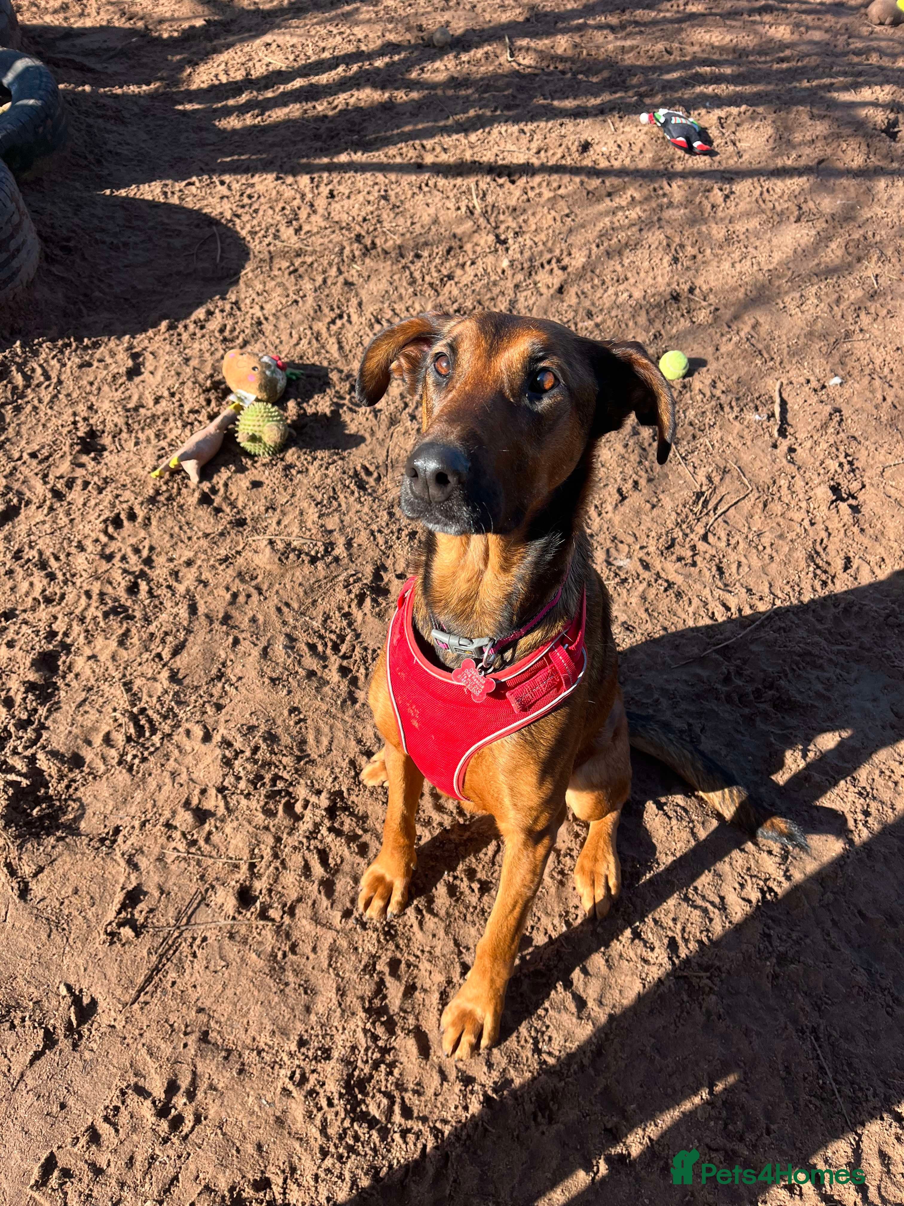 Meet Carrie,currently residing in Cheshire photo 14