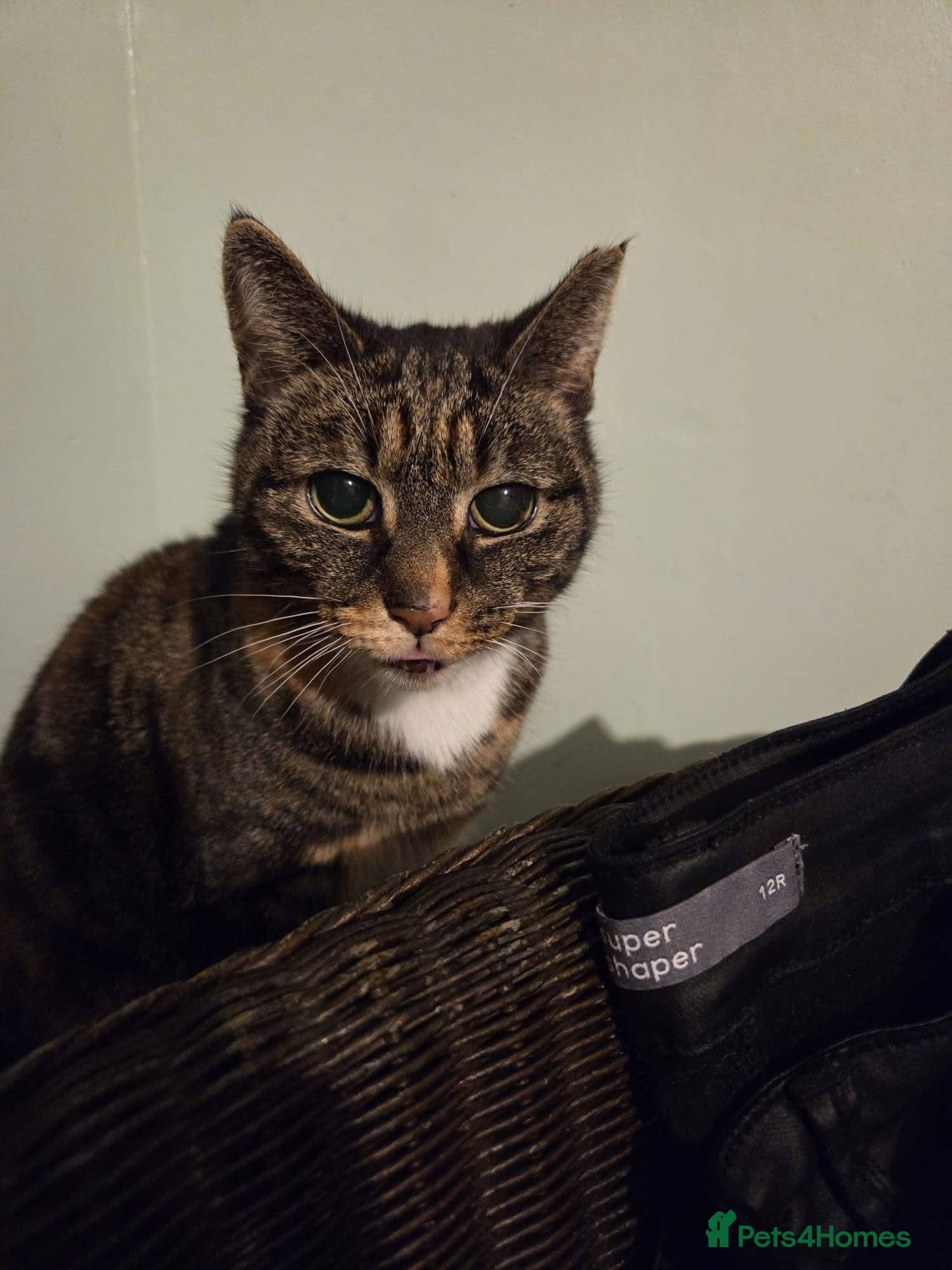 ️🐱 cleo photo 5