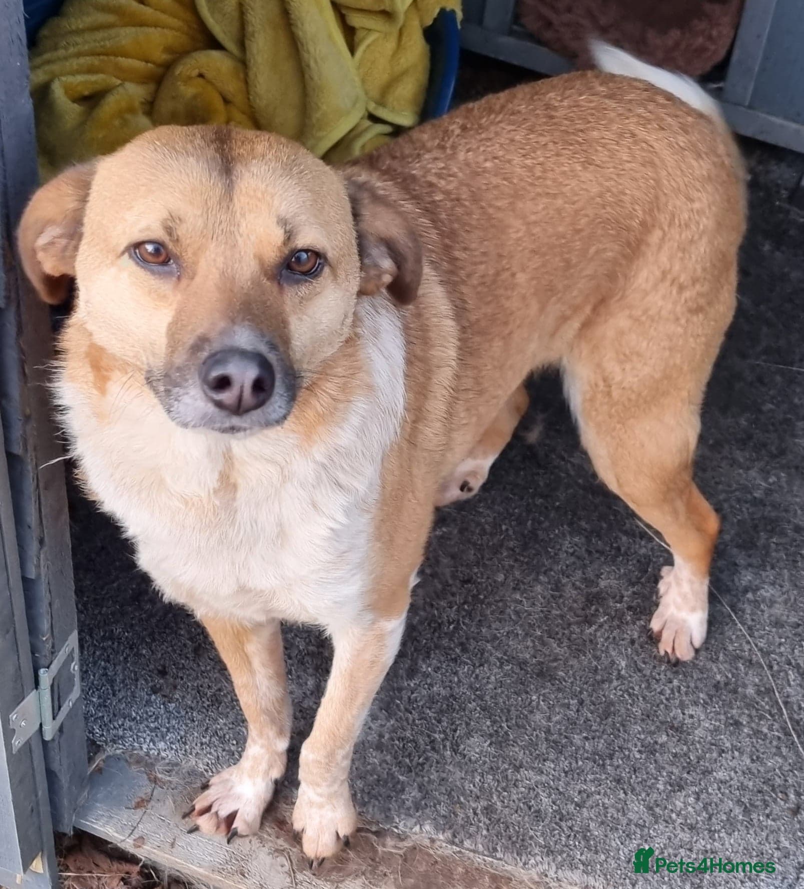 Tessa and Tosca -looking photo 13