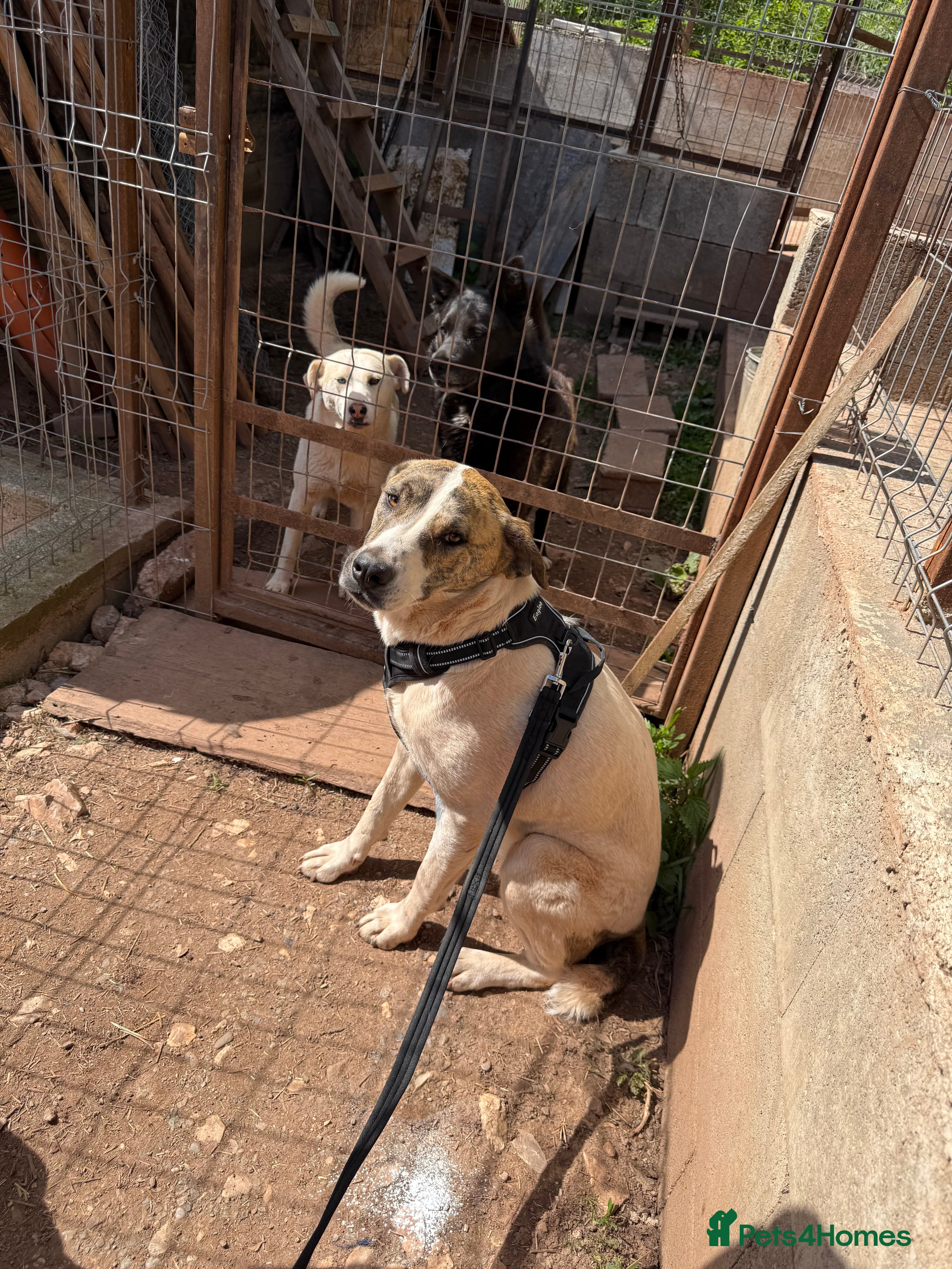 Jasmine 🩷 photo 3