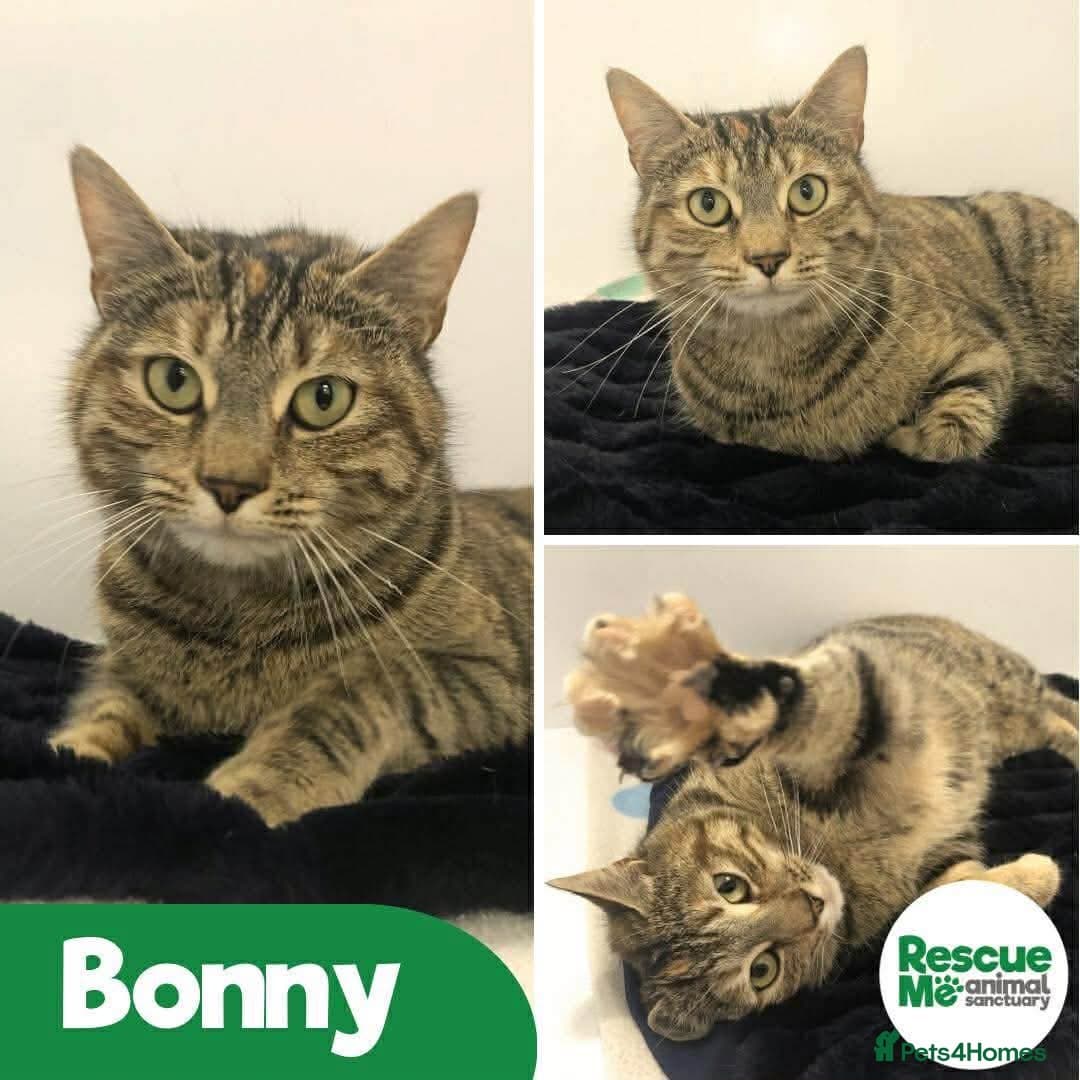 Bonny - sweet friendly girl — Mixed Breed