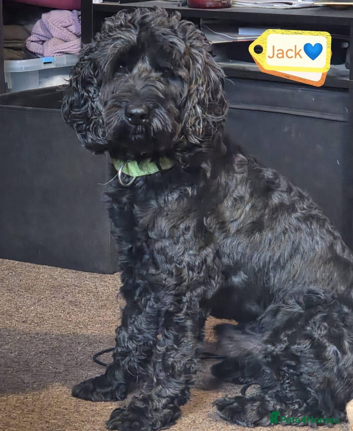 FOSTER or ADOPT💙JACK💙- 4.5-year-old Cockapoo boy photo 2
