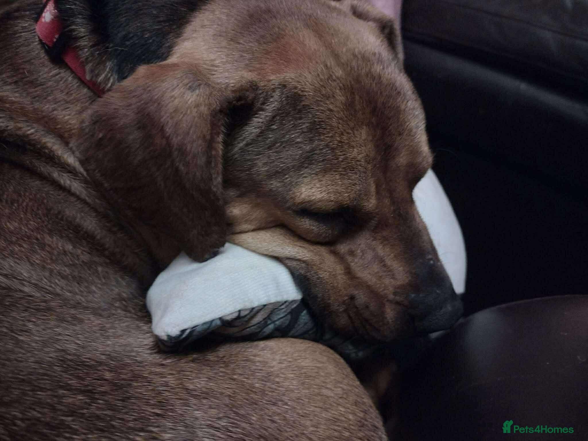 Rescue boy Noodle photo 6