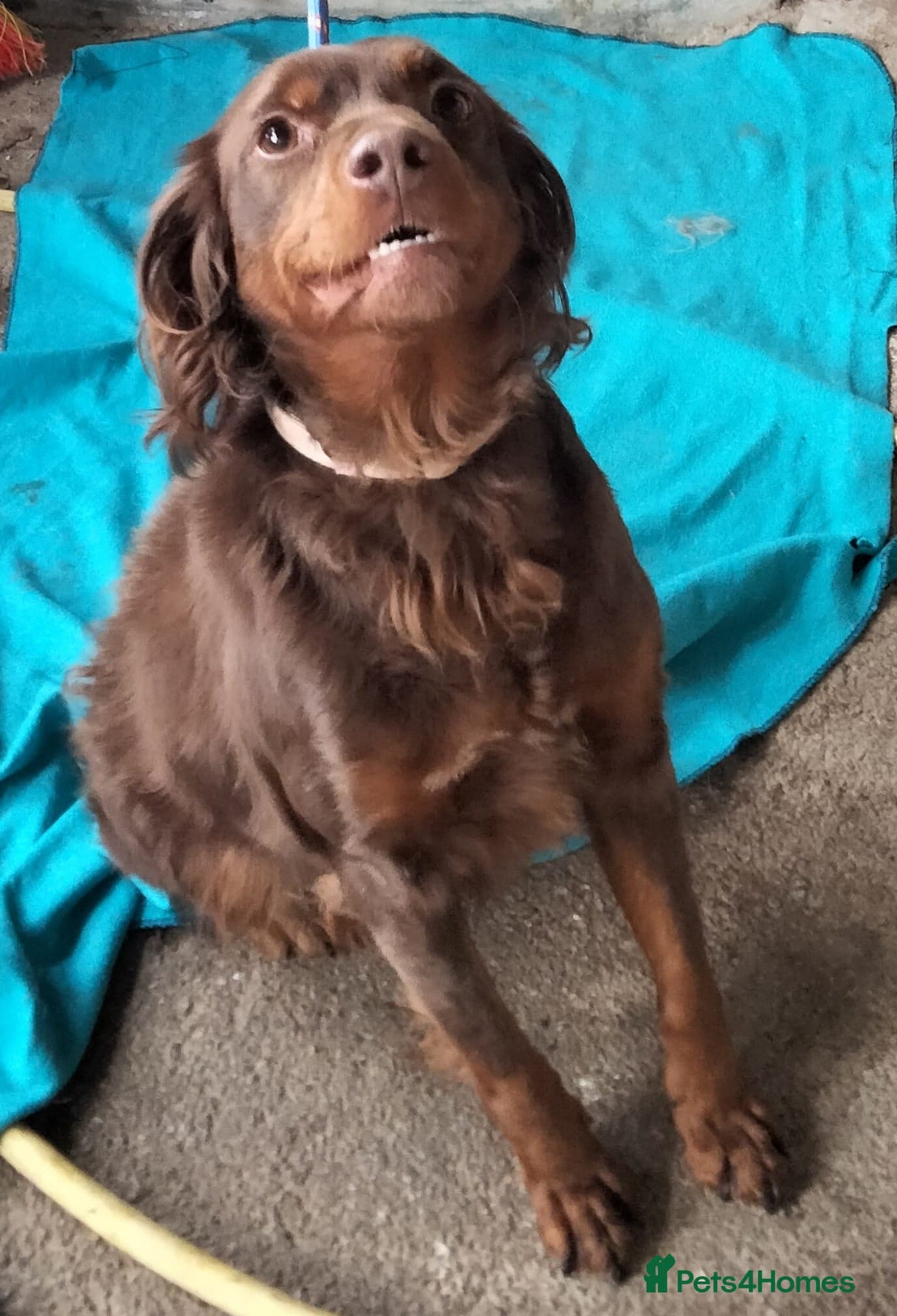 Diana, a lovely young Brittany photo 7