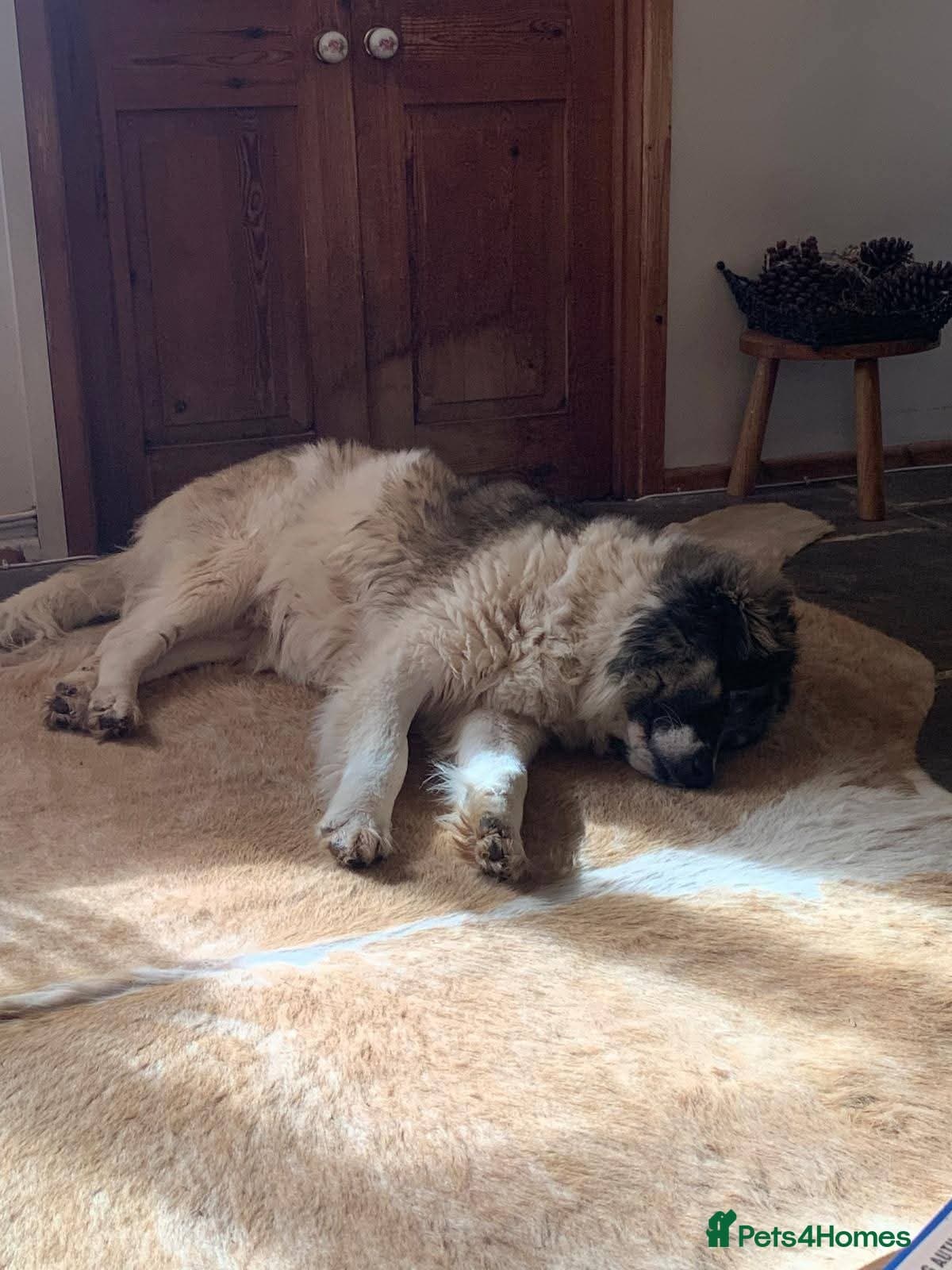 Meet Tinsel, currently residing in Gloucestershire photo 4