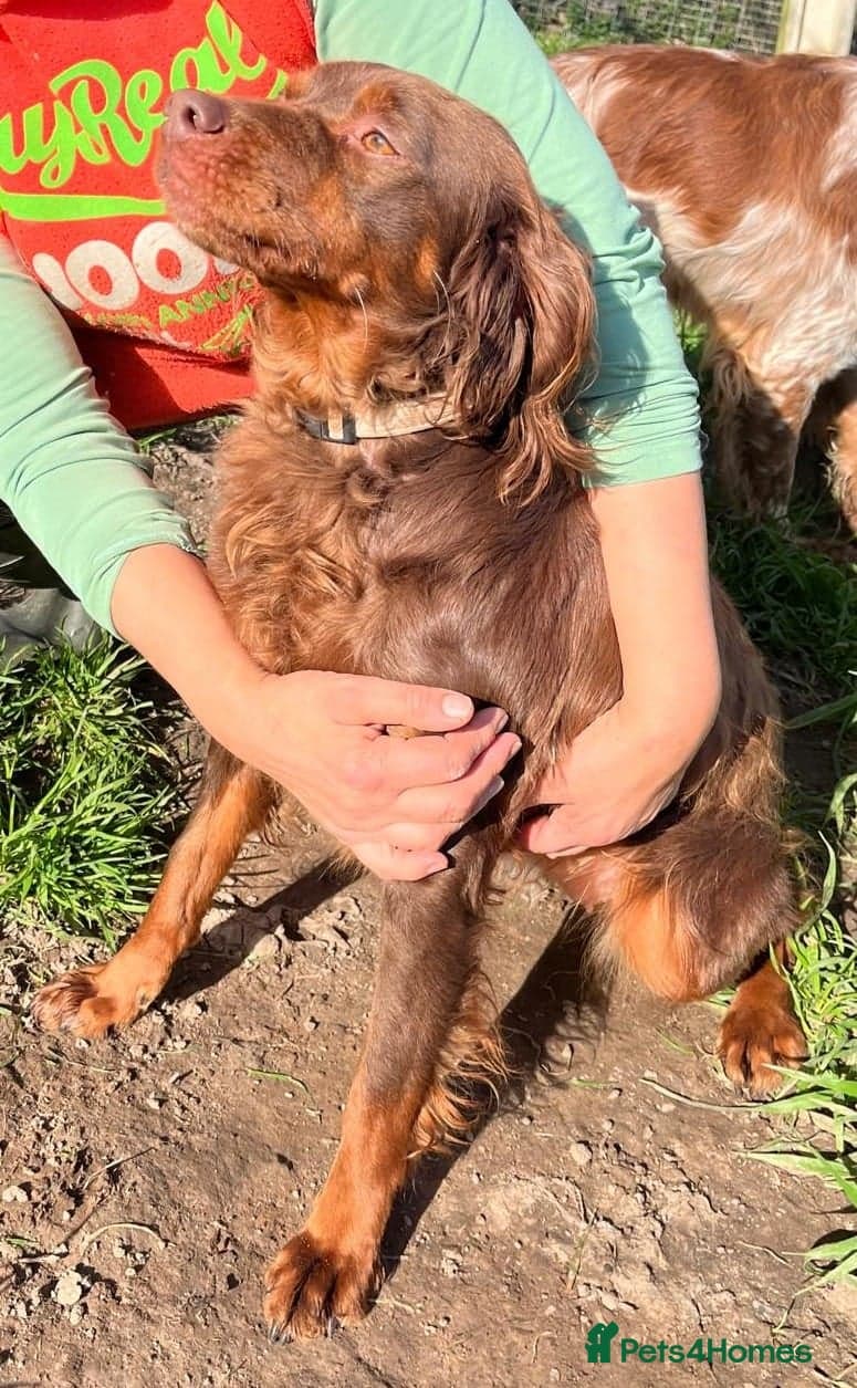 Diana, a lovely young Brittany photo 18