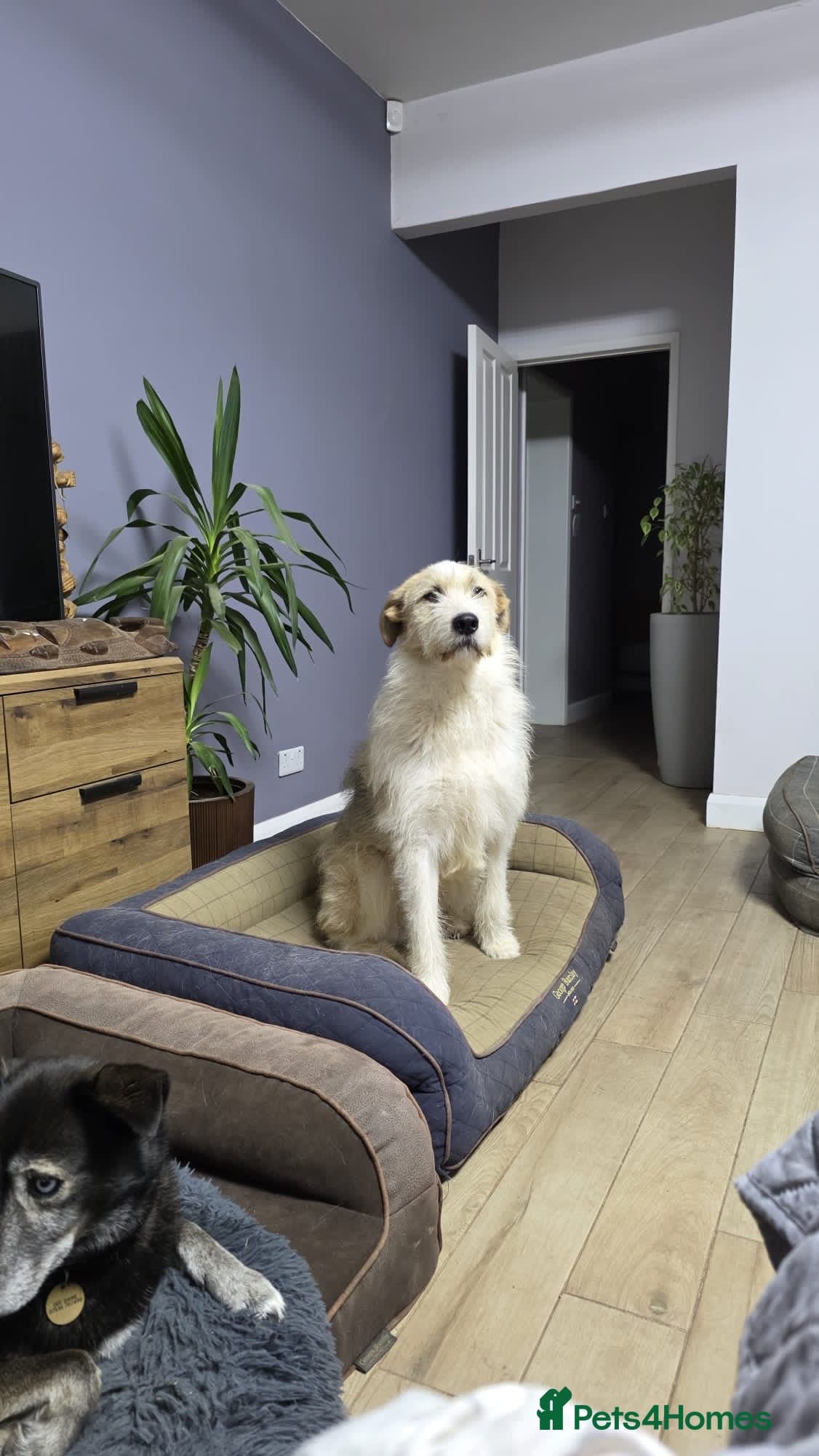 Hershey & Harley 💙 still Waiting photo 22