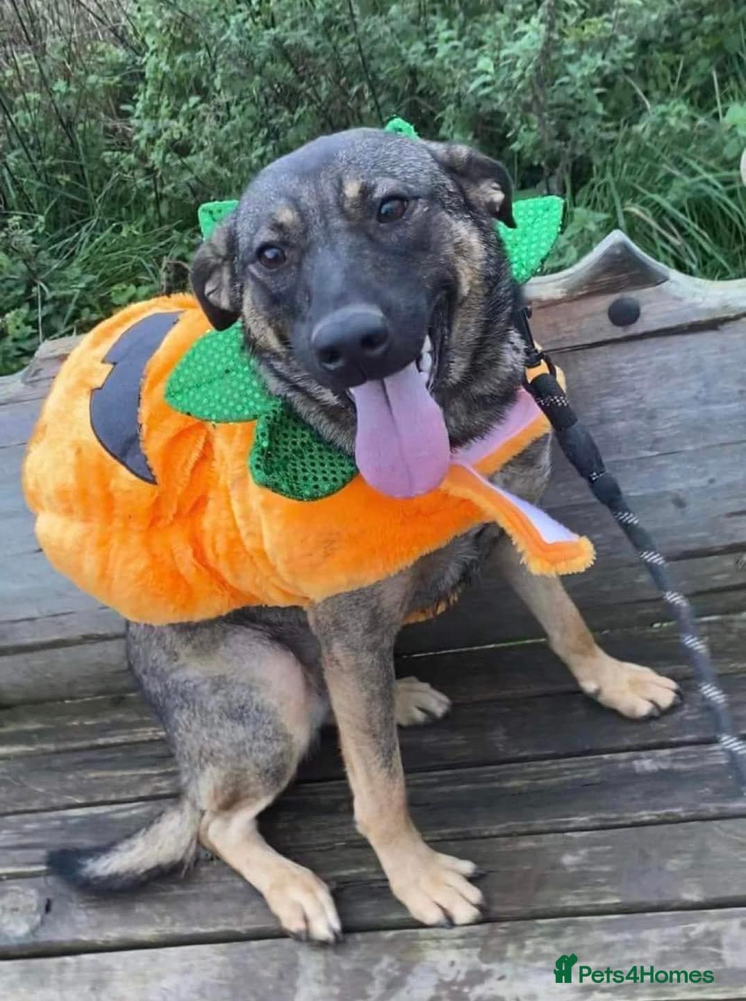 Luna ๐พ๐ photo 8